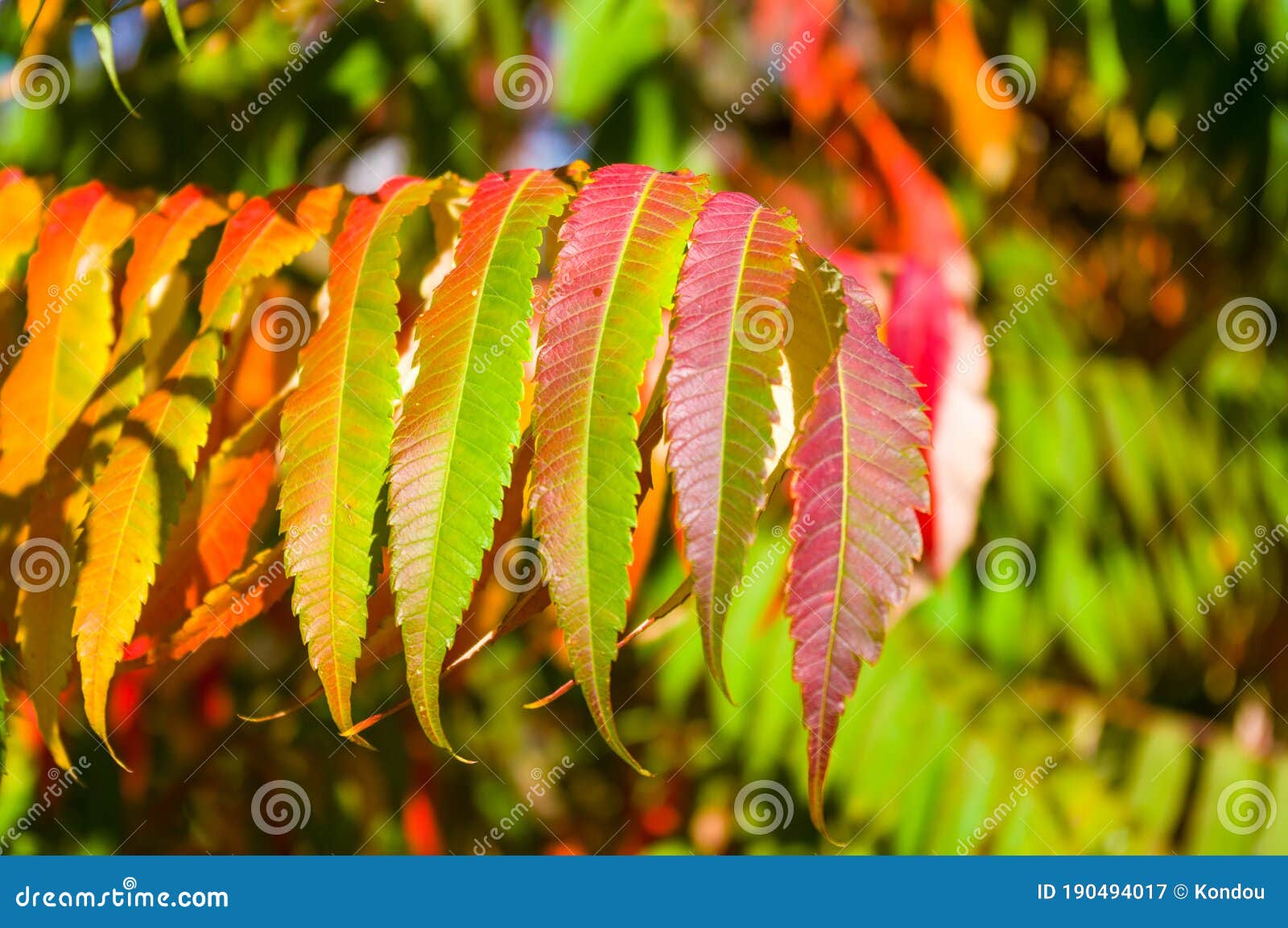 autumn red and yellow colors of the rhus typhina, staghorn sumac, anacardiaceae, leaves of sumac on blue sky