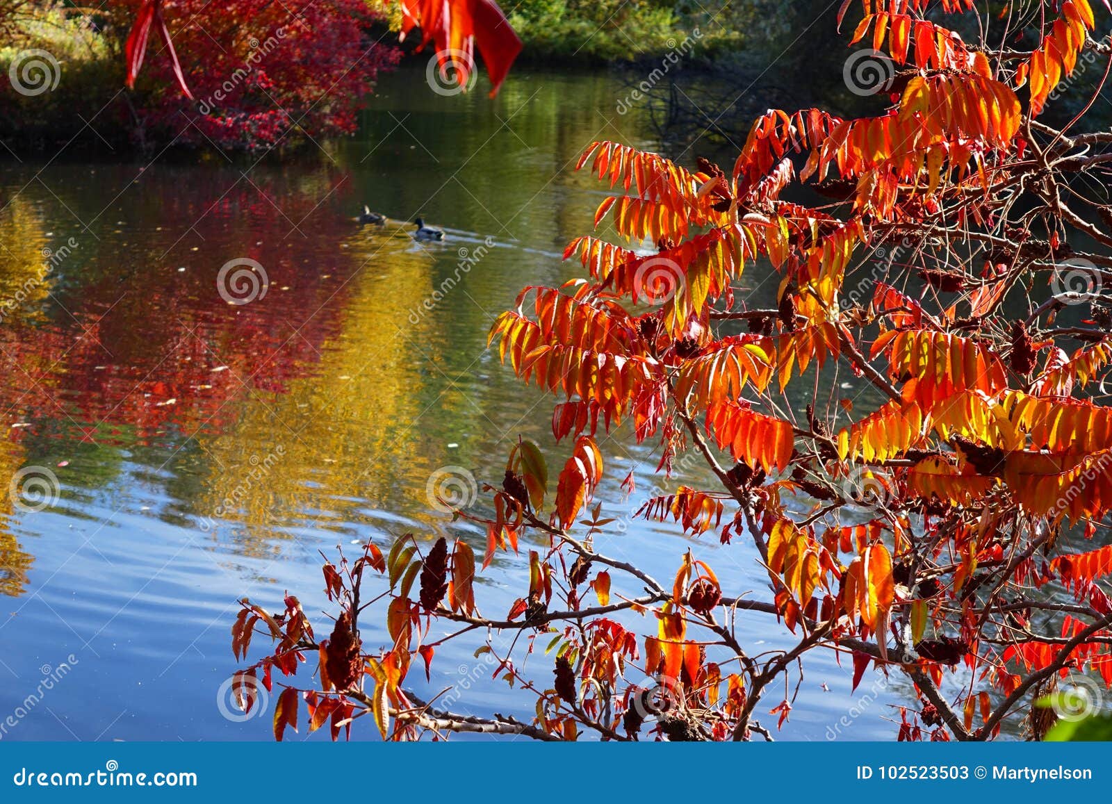 Autumn Reflections Em Uma Lagoa De Idaho Imagem de Stock - Imagem de ...