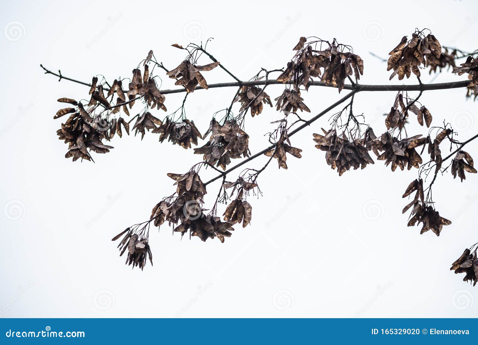 Autumn. Ripe Seeds on a Maple Tree Branch Stock Photo Image of