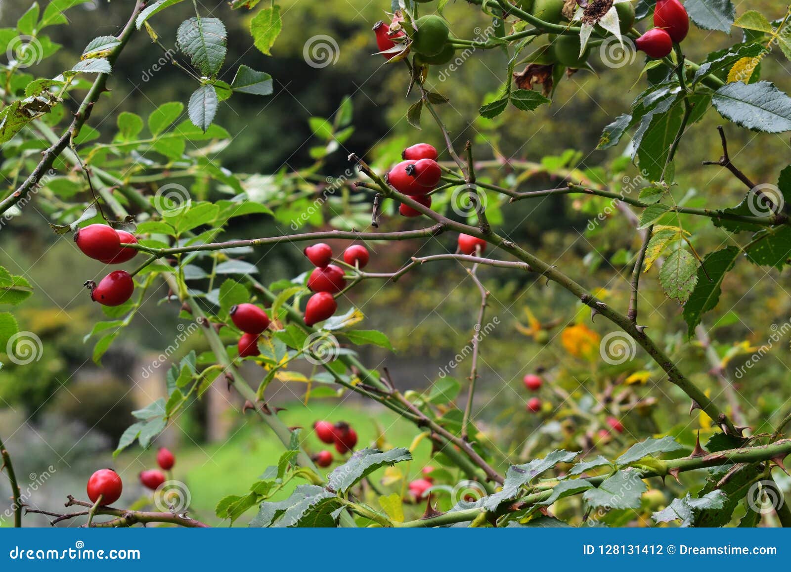autumn rosehips in the english countryside