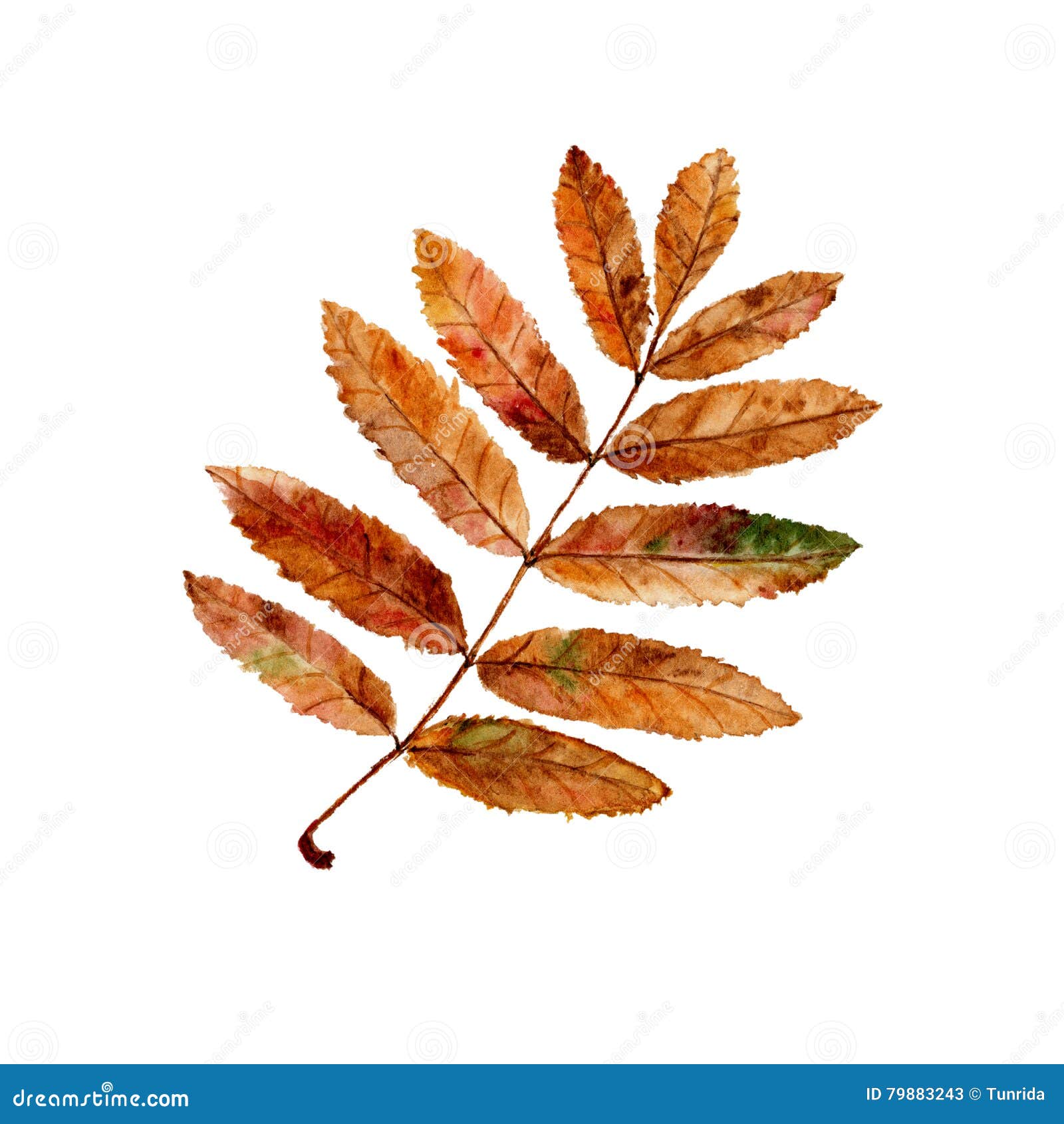 Autumn rowan leaf stock illustration. Illustration of forest - 79883243
