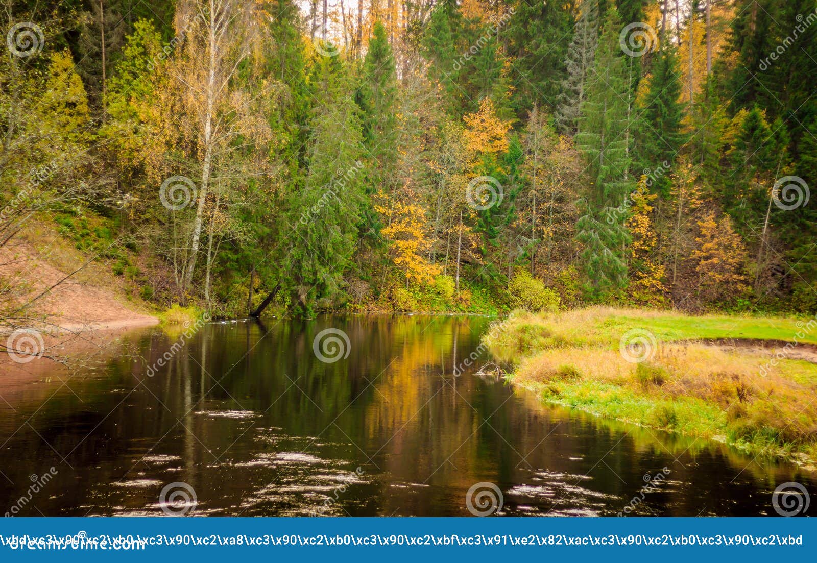 Autumn Rustic Forest Landscape Stock Photo - Image of meadow, green ...