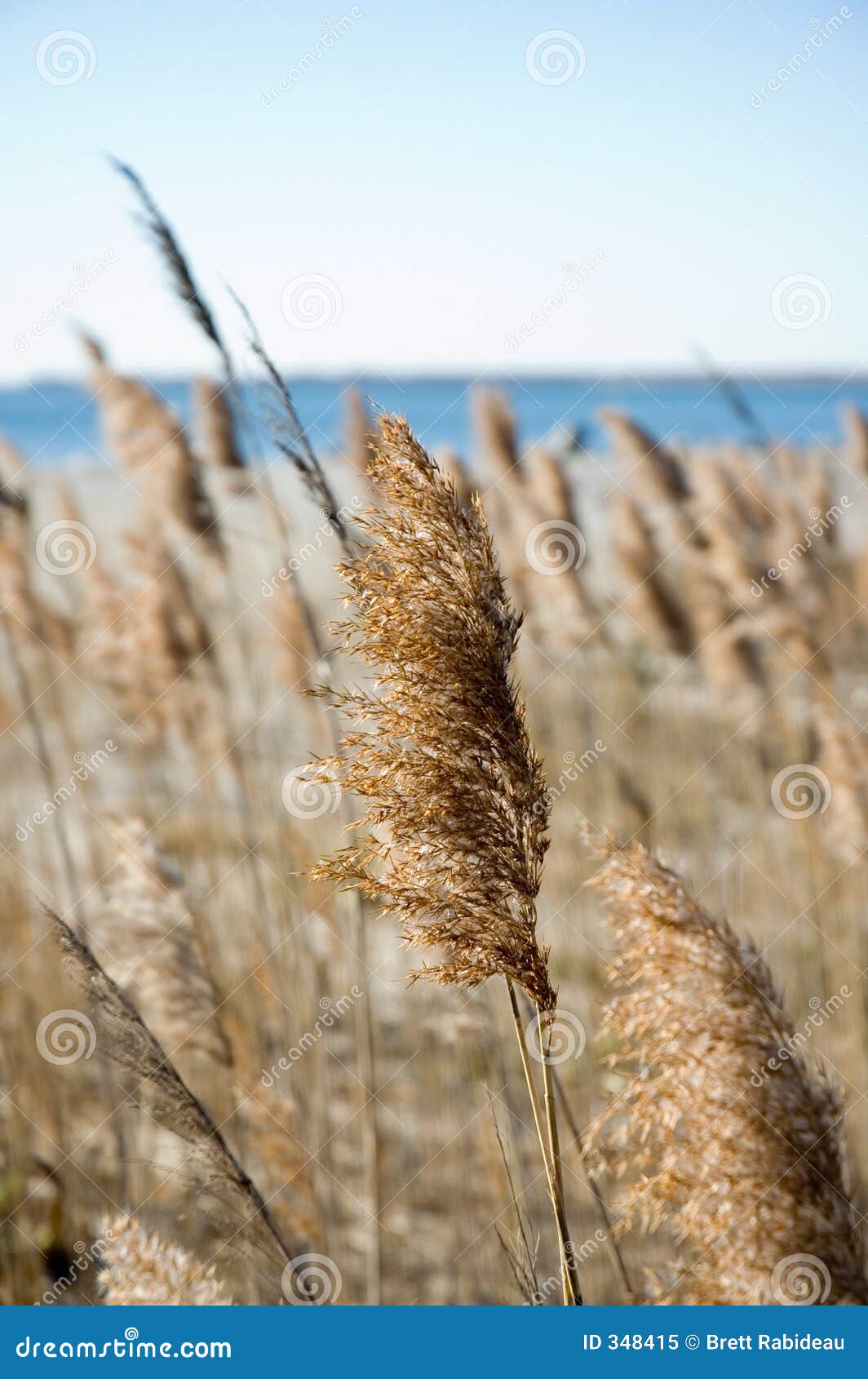 Autumn Sea Grasses Gone To Seed Stock Image Image of vegetation