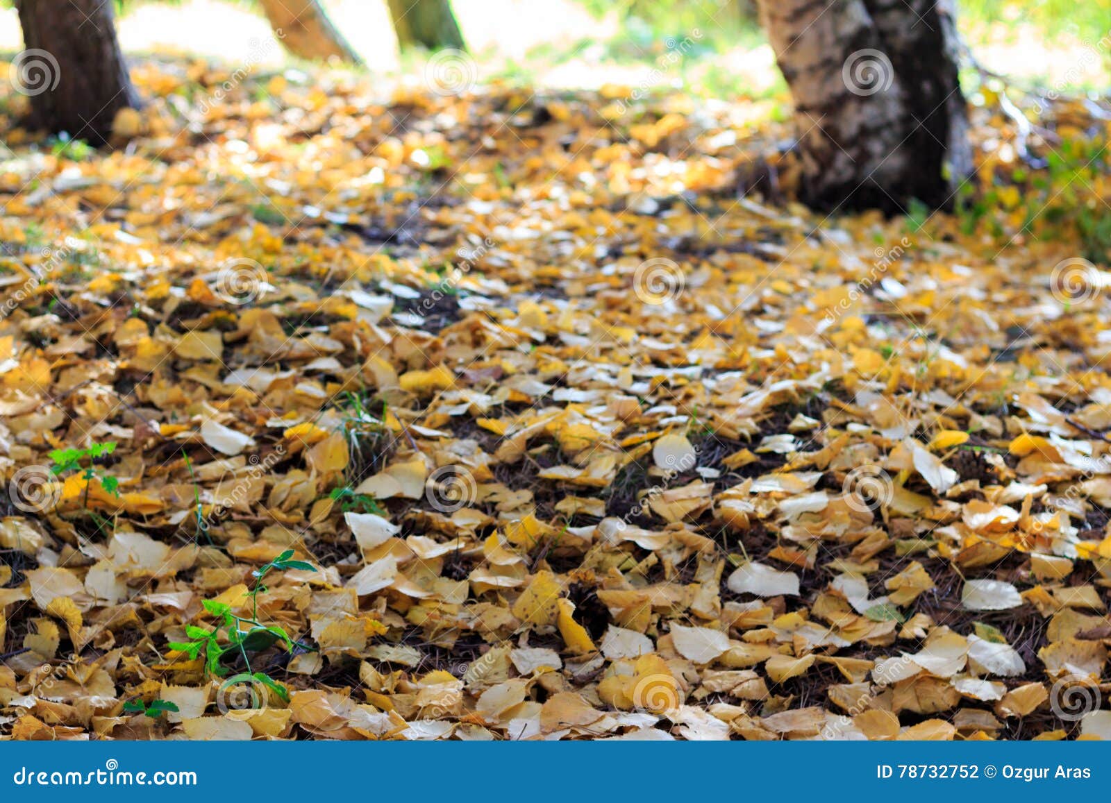 Autumn Season, Alberi E Foglie Di Giallo Fotografia Stock - Immagine di ...