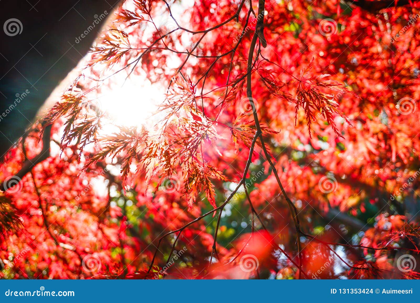 Autumn Season Colorful of Leaves in Japan Stock Photo - Image of ...