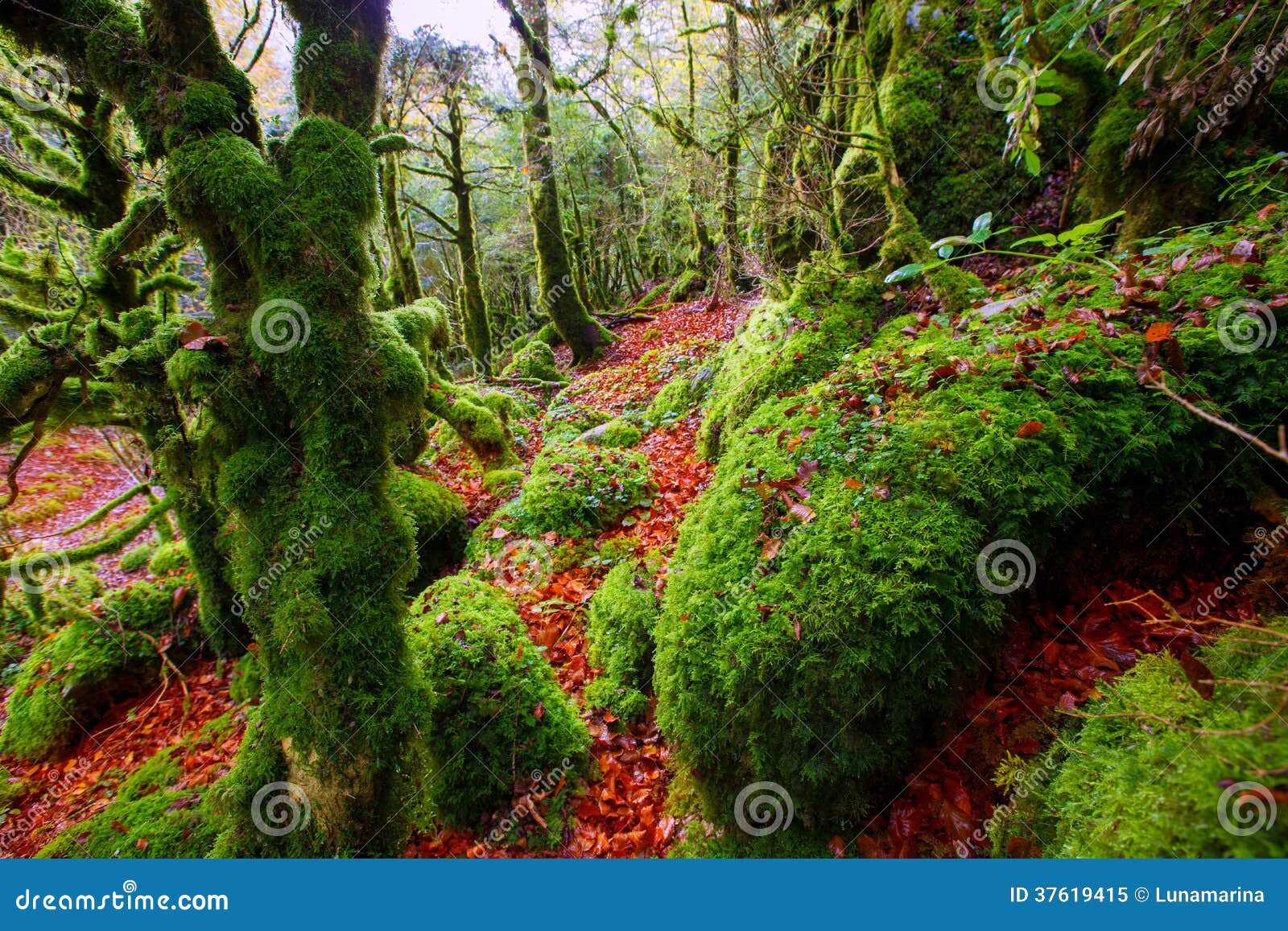 autumn selva de irati beech jungle in navarra pyrenees spain