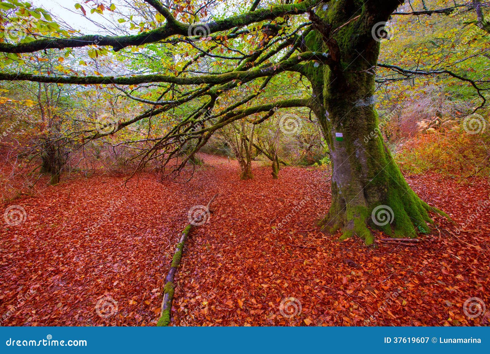 autumn selva de irati beech jungle in navarra pyrenees spain