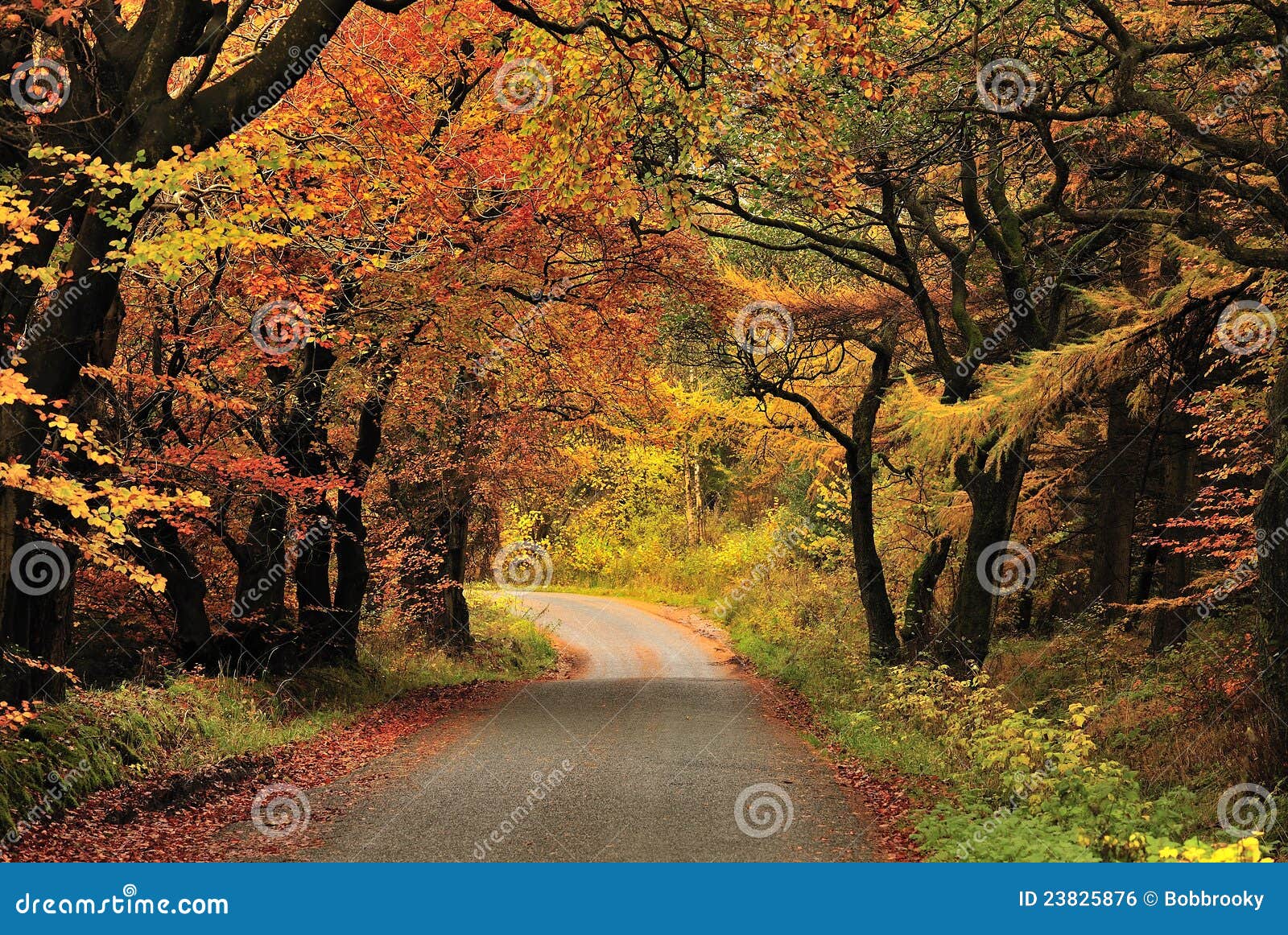 autumn shades, gisburn forest, lancashire