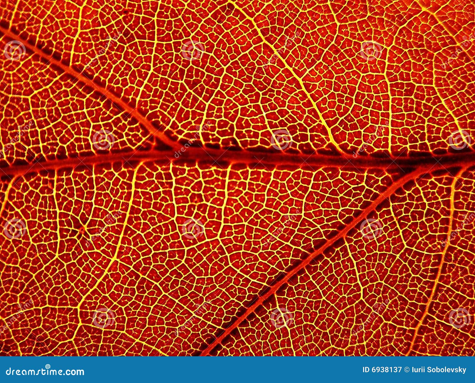 Autumn sheet stock image. Image of colors, color, macro 6938137