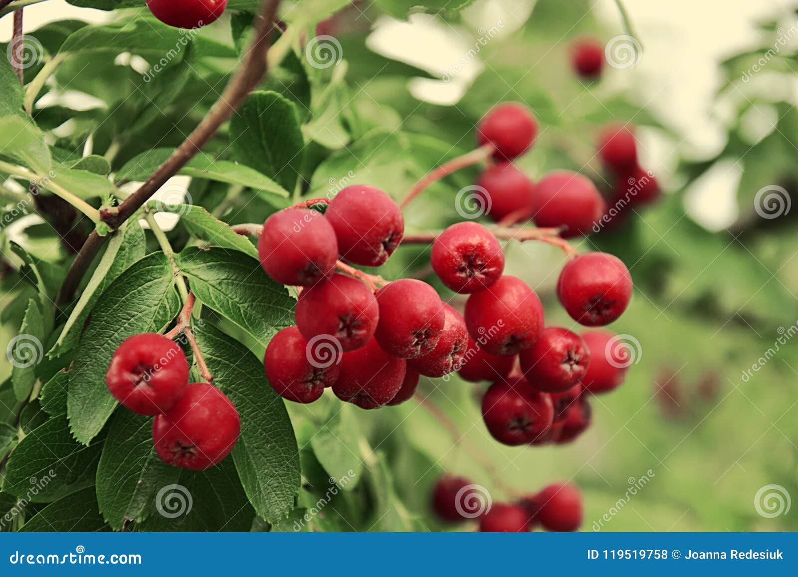 شجرة بها ثمار حمراء صغيرة في الخريف