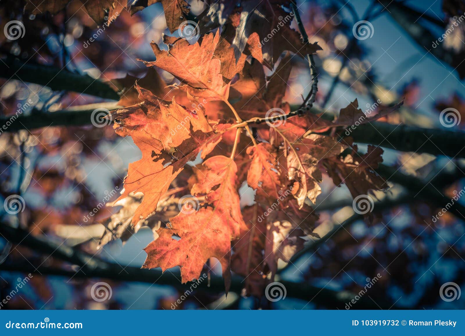 autumn in spa gardens oberlaa in vienna