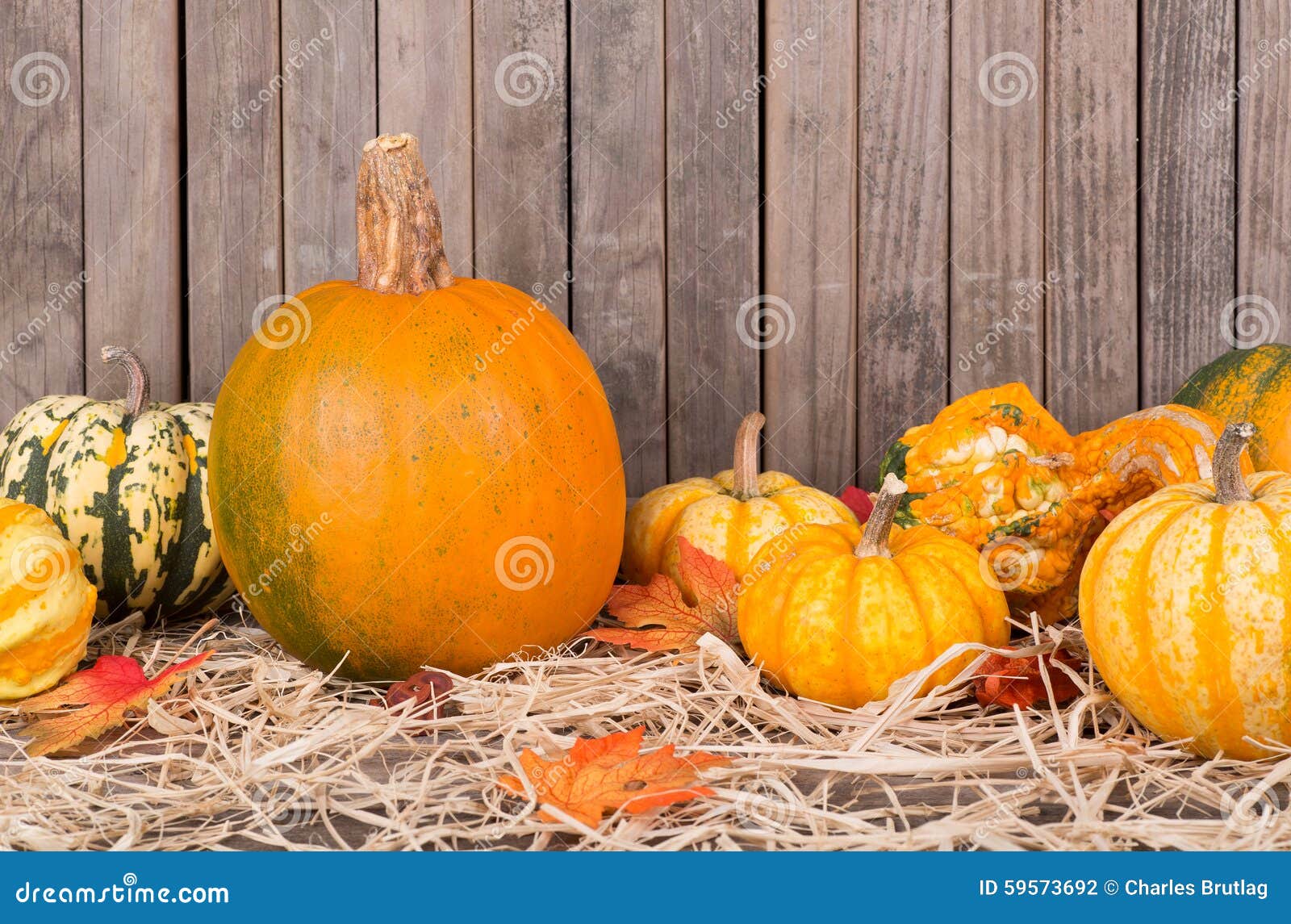 Autumn Squash and Gourds stock photo. Image of background 59573692