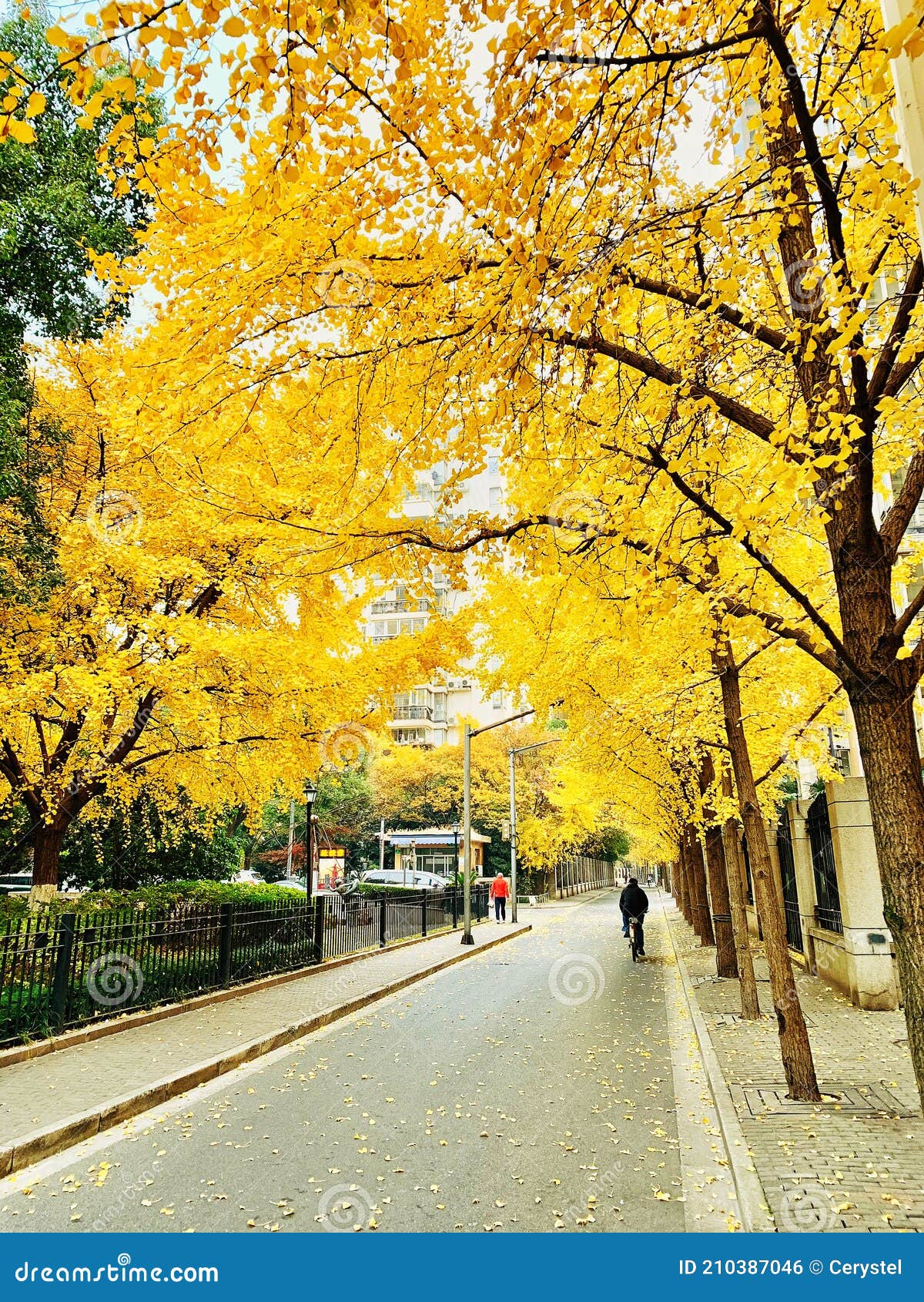 Autumn Street Scene and Ginkgo Trees in Shanghai Stock Photo - Image of ...