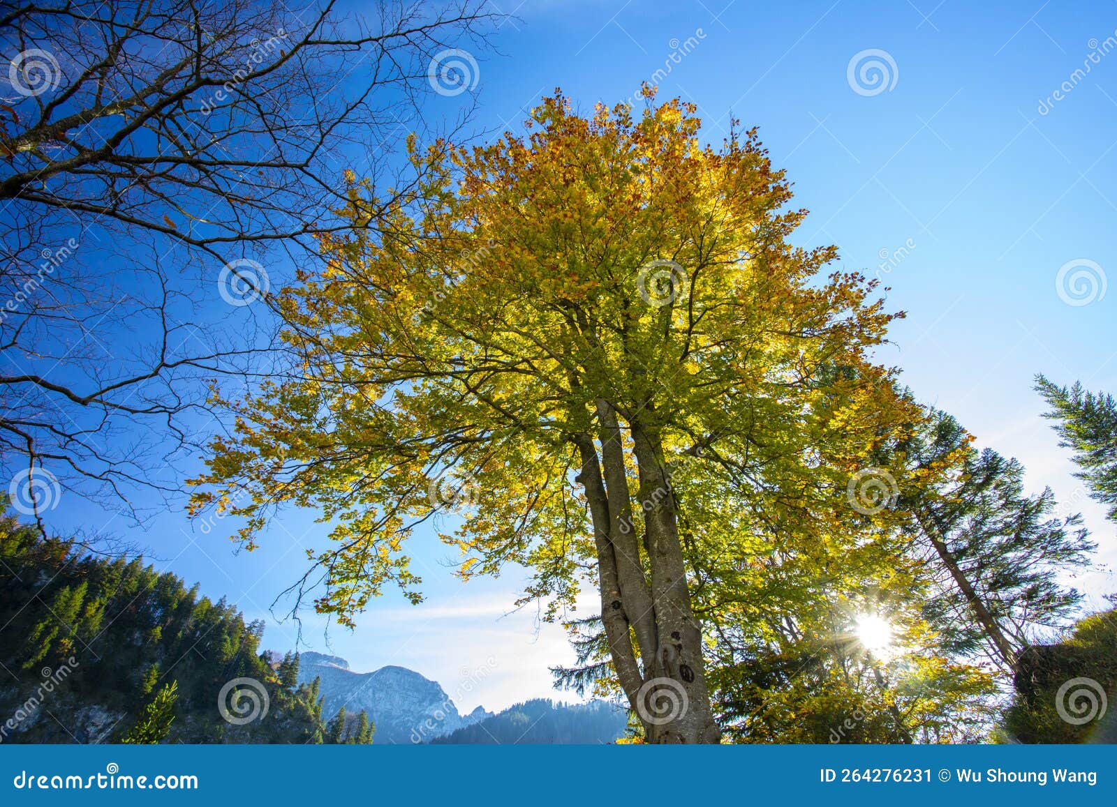 autumn, sunlight, maple forest, treetops, bright, maple trees