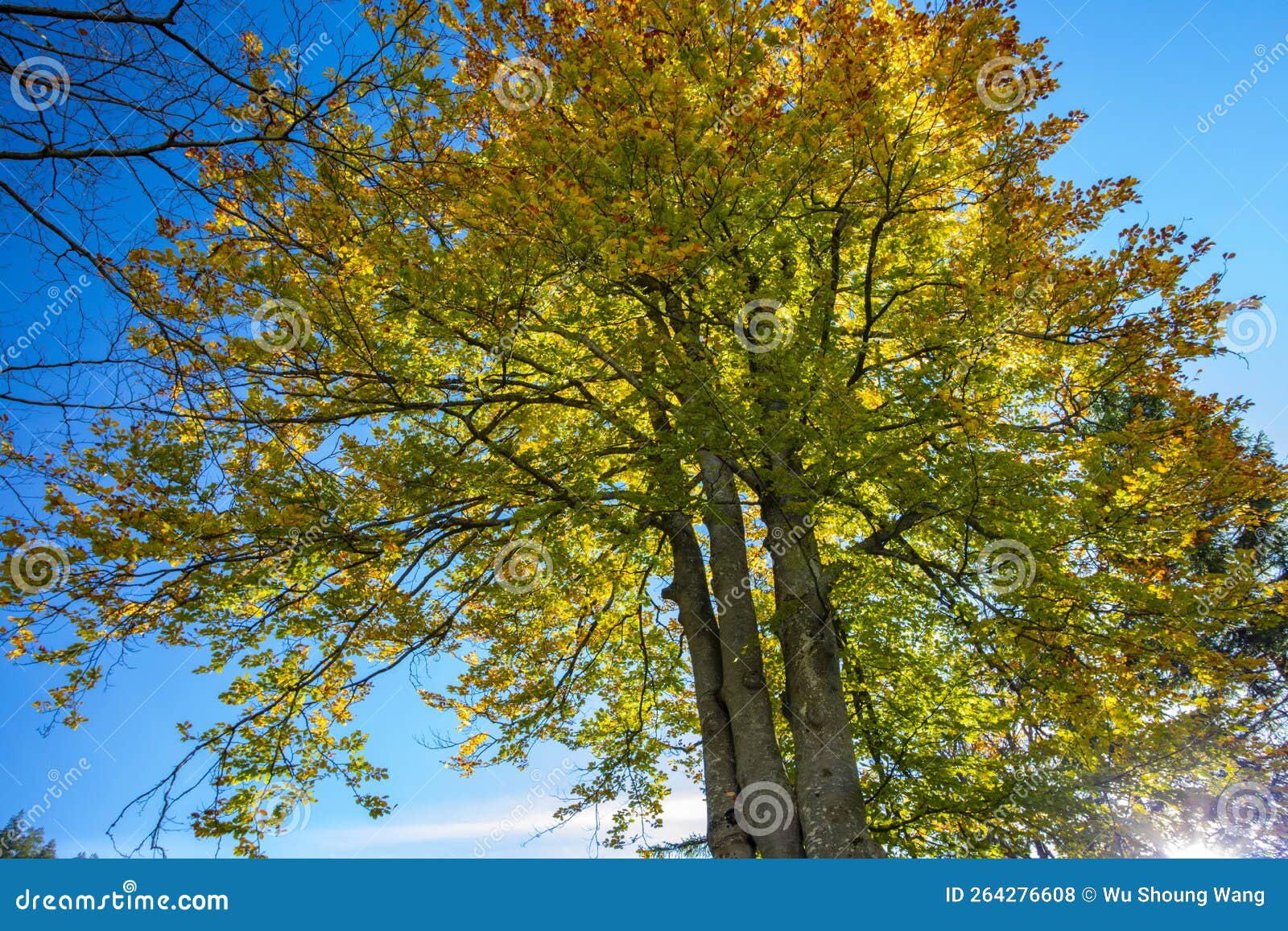 autumn, sunlight, maple forest, treetops, bright, maple trees