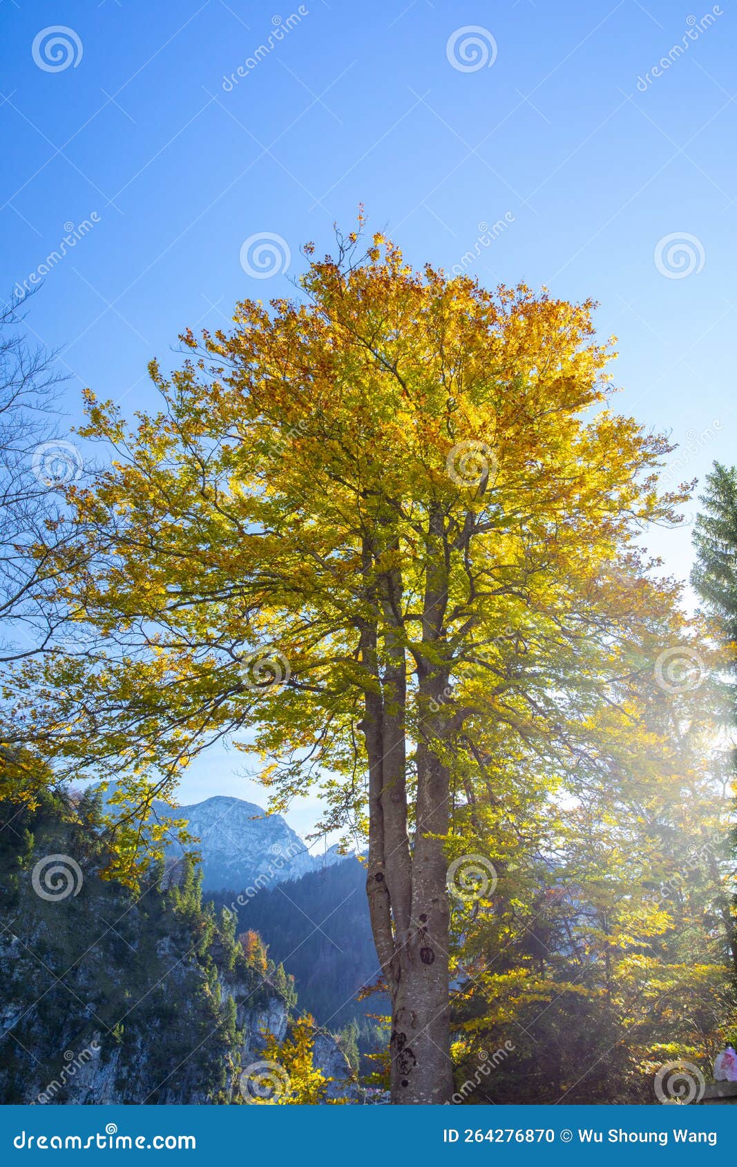 autumn, sunlight, maple forest, treetops, bright, maple trees