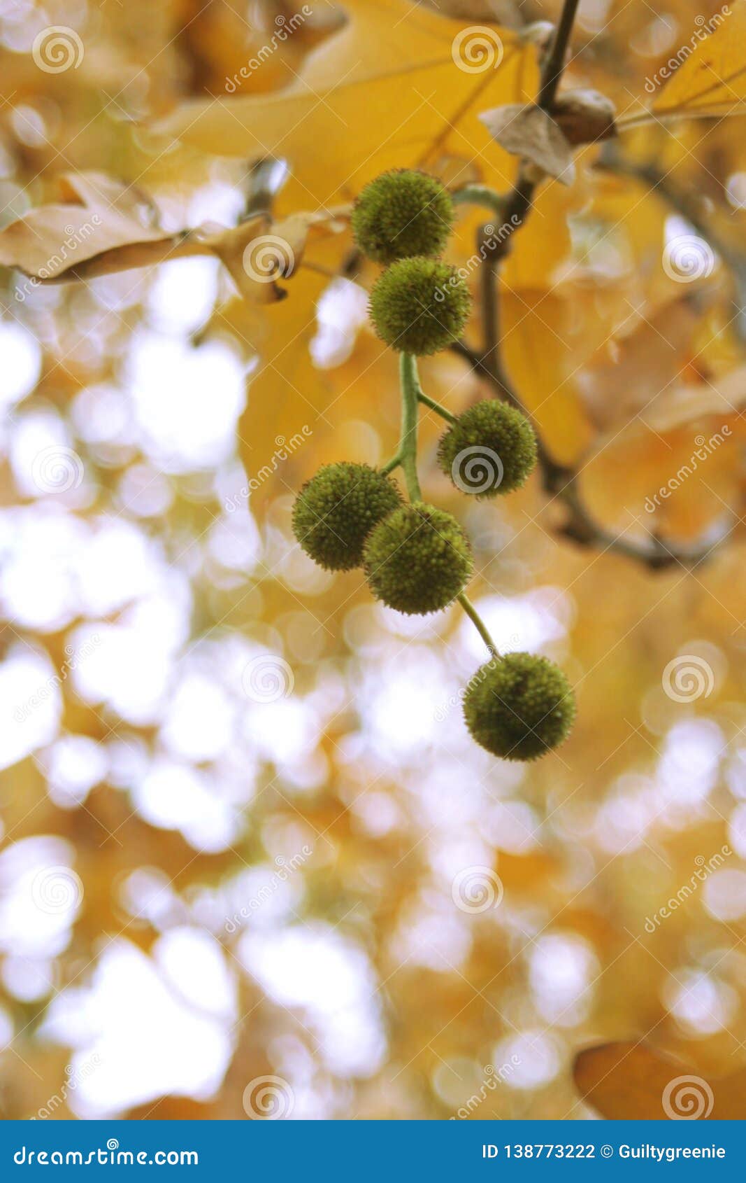 Autumn Sycamore Tree Seed Pods Stock Photo Image Of Balls Small Autumn Sycamore Tree Seed Pods Stock Photo Image Of Balls Small