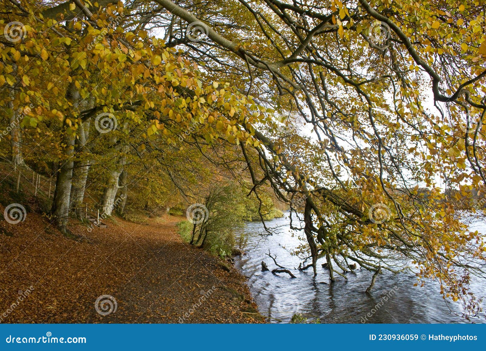 Autumn at Talkin Tarn editorial stock image. Image of park - 230936059