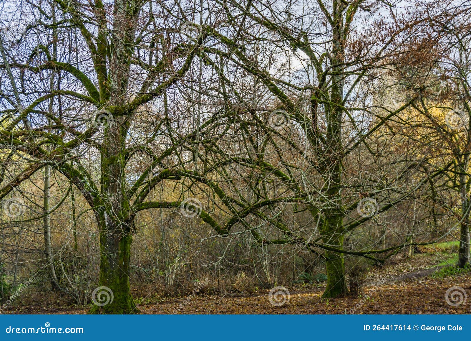 autumn tangled branches  2