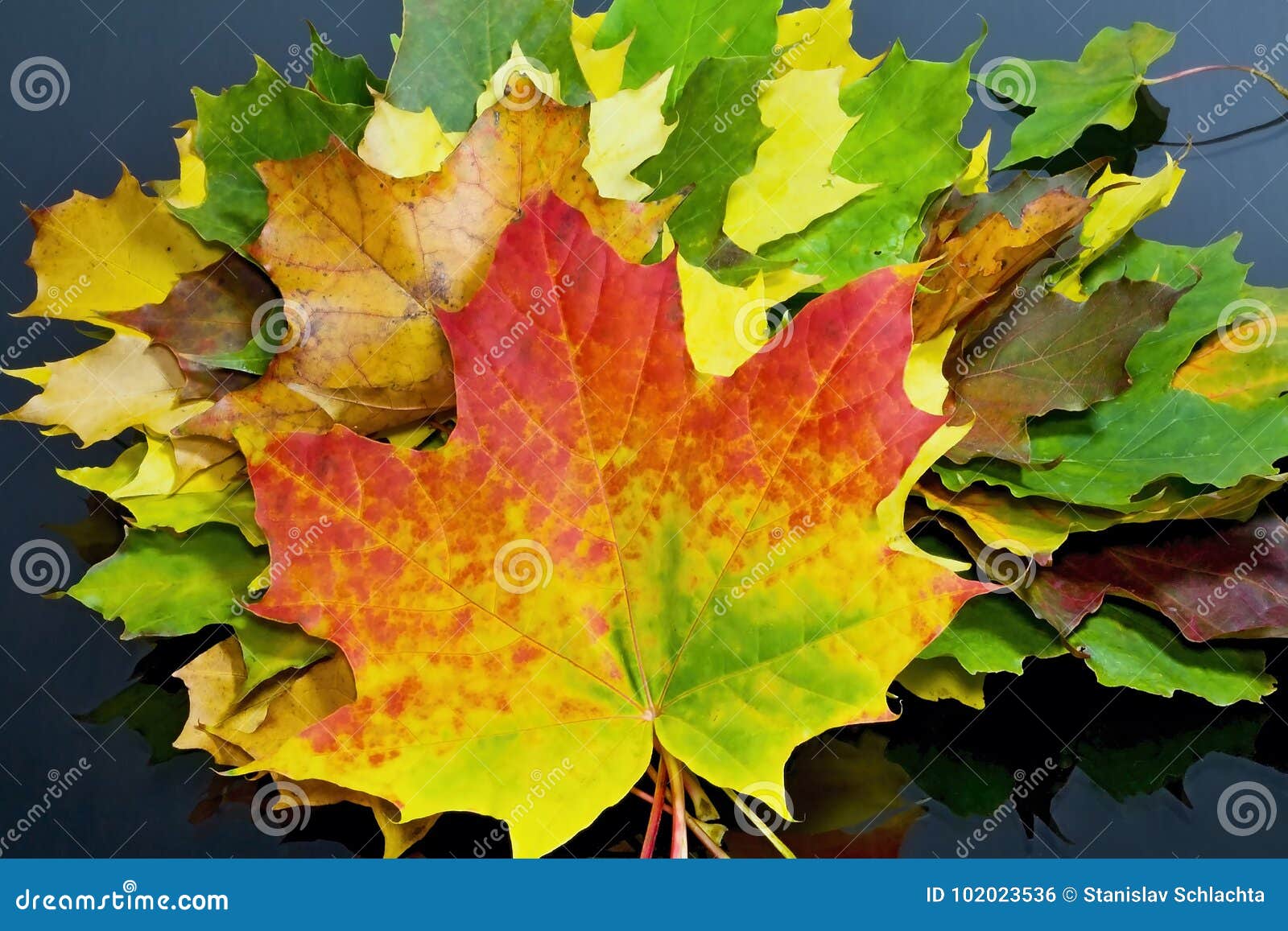 autumn theme: autumn rapsody from maple leaves of different colors.