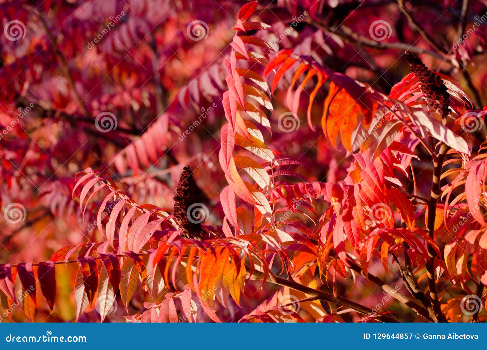 Autumn Tree With Big Bright Red Leaves Stock Image Image Of Maple Landscape