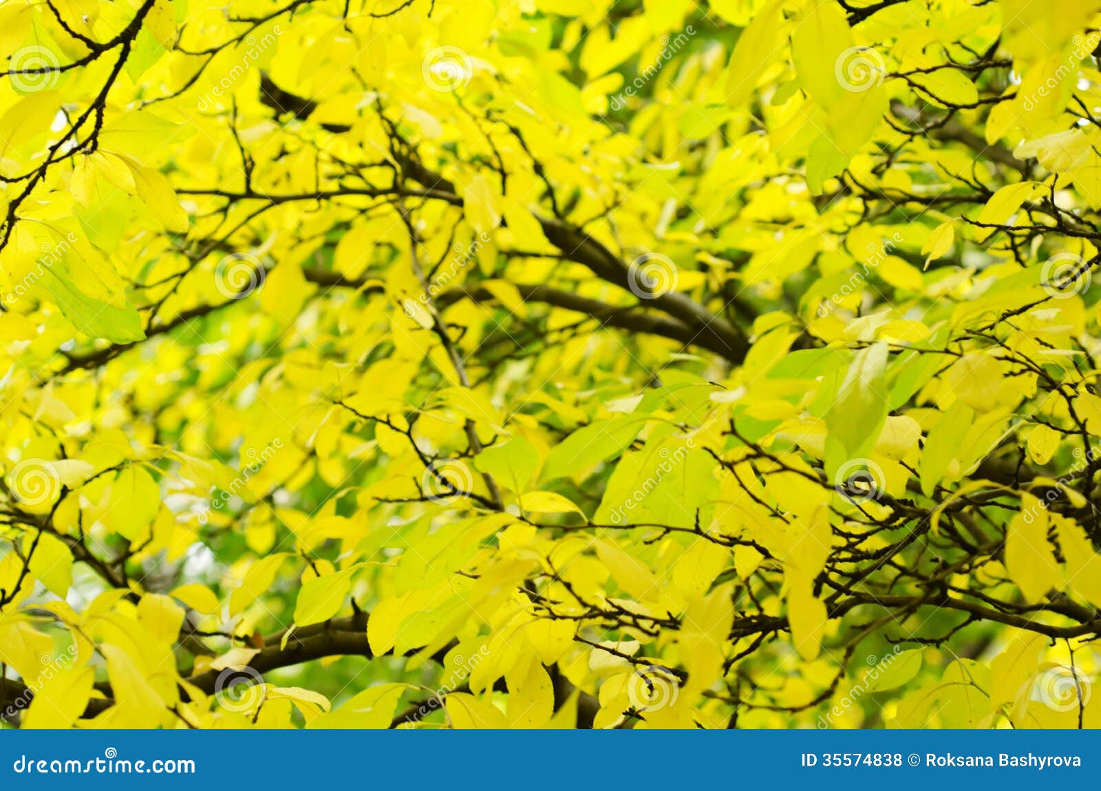 Autumn Tree Branch Stock Photo Image Of Background Lush 35574838