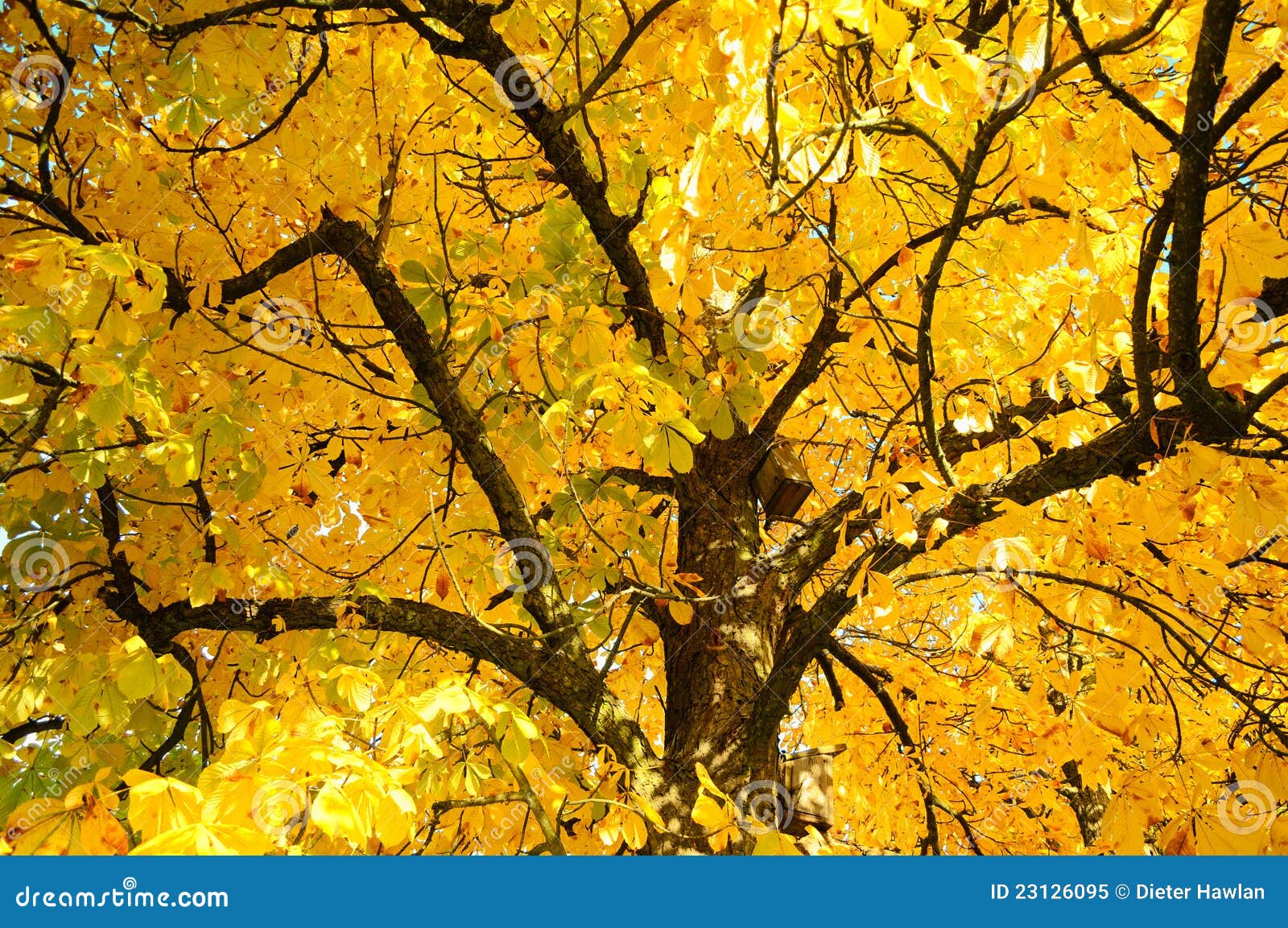 Autumn Tree Branches Stock Image Image Of Nature Scene 23126095