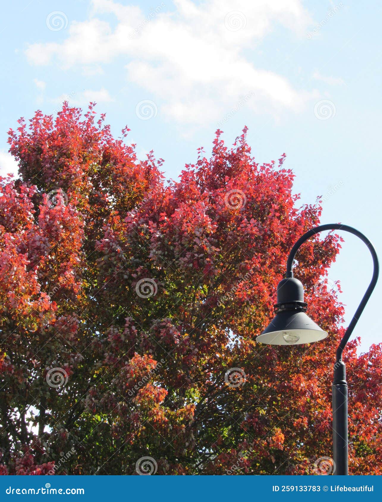 Lamp post stock image. Image of shrub, tree, deciduous 259133783