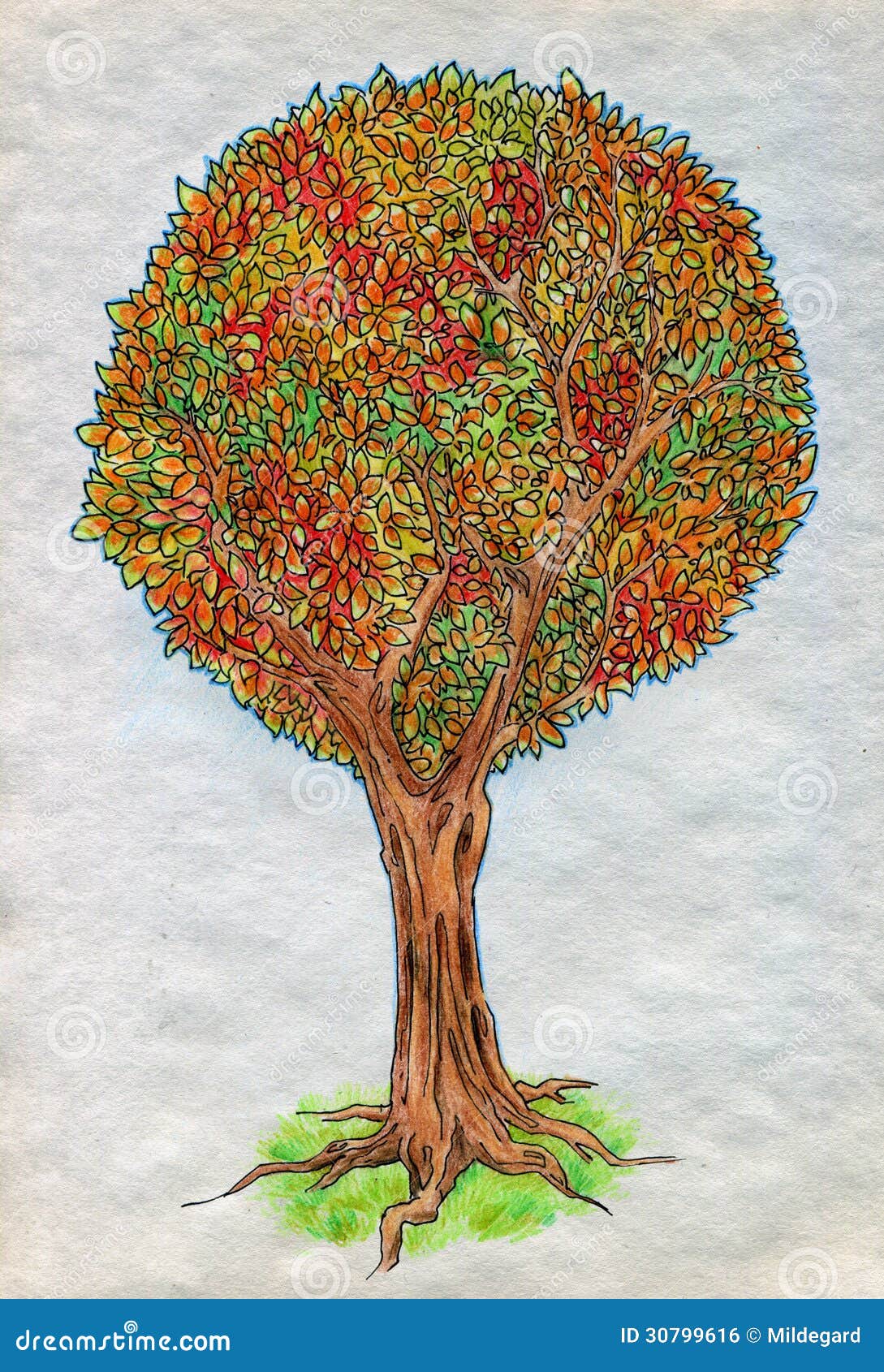 Transparent Fall Tree Clipart - Red Maple Tree Drawing, HD Png Download ,  Transparent Png Image - PNGitem