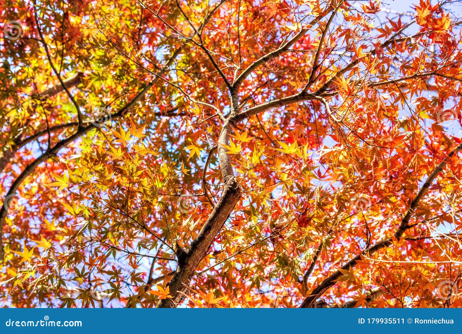autumn tree with red and yellow maple leaves background
