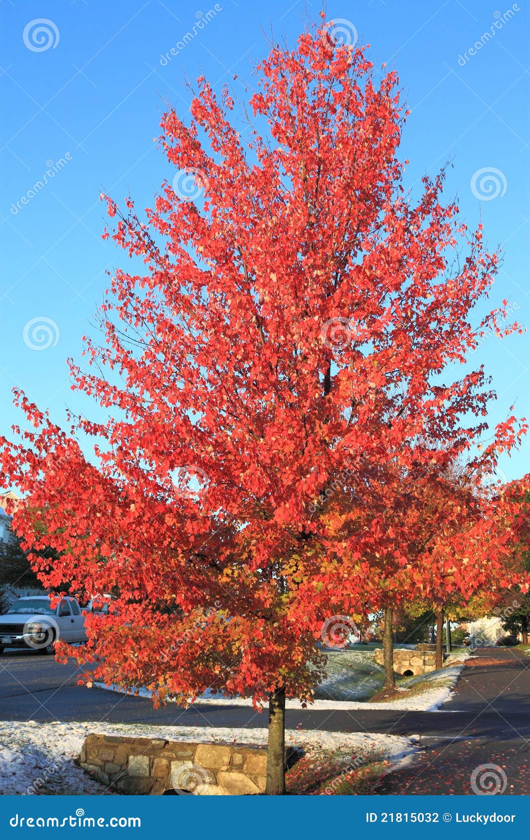 Autumn Tree after Snow stock photo. Image of seasonal 21815032