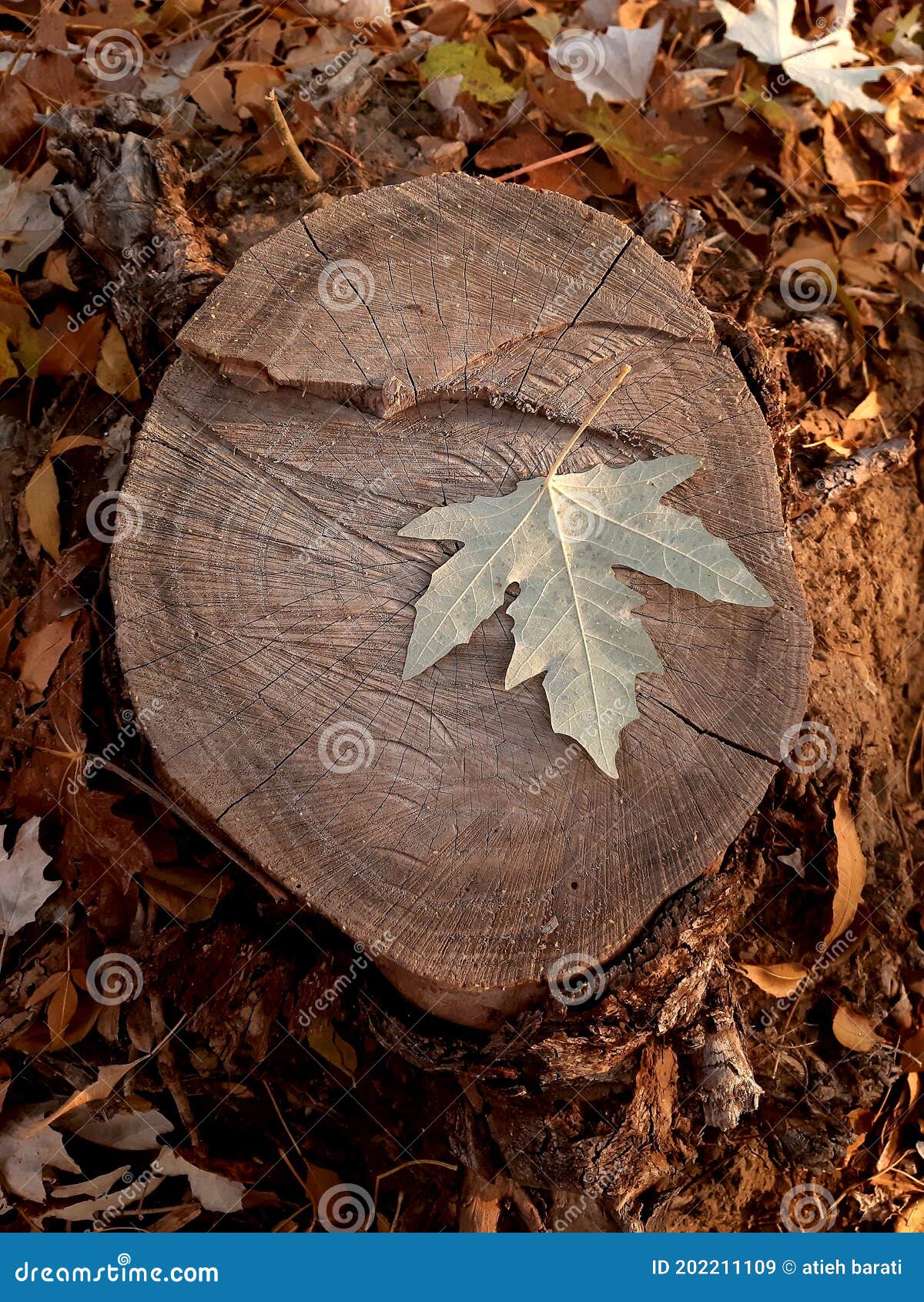 Autumn Tree Trunks And Leaves Stock Photo 202211109