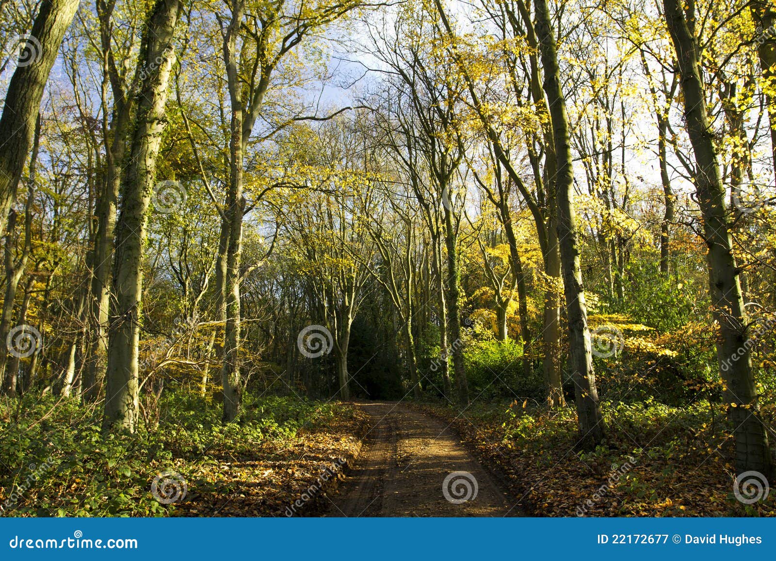 Autumn Trees in Cawston Wood Stock Image Image of sunlit, autumn