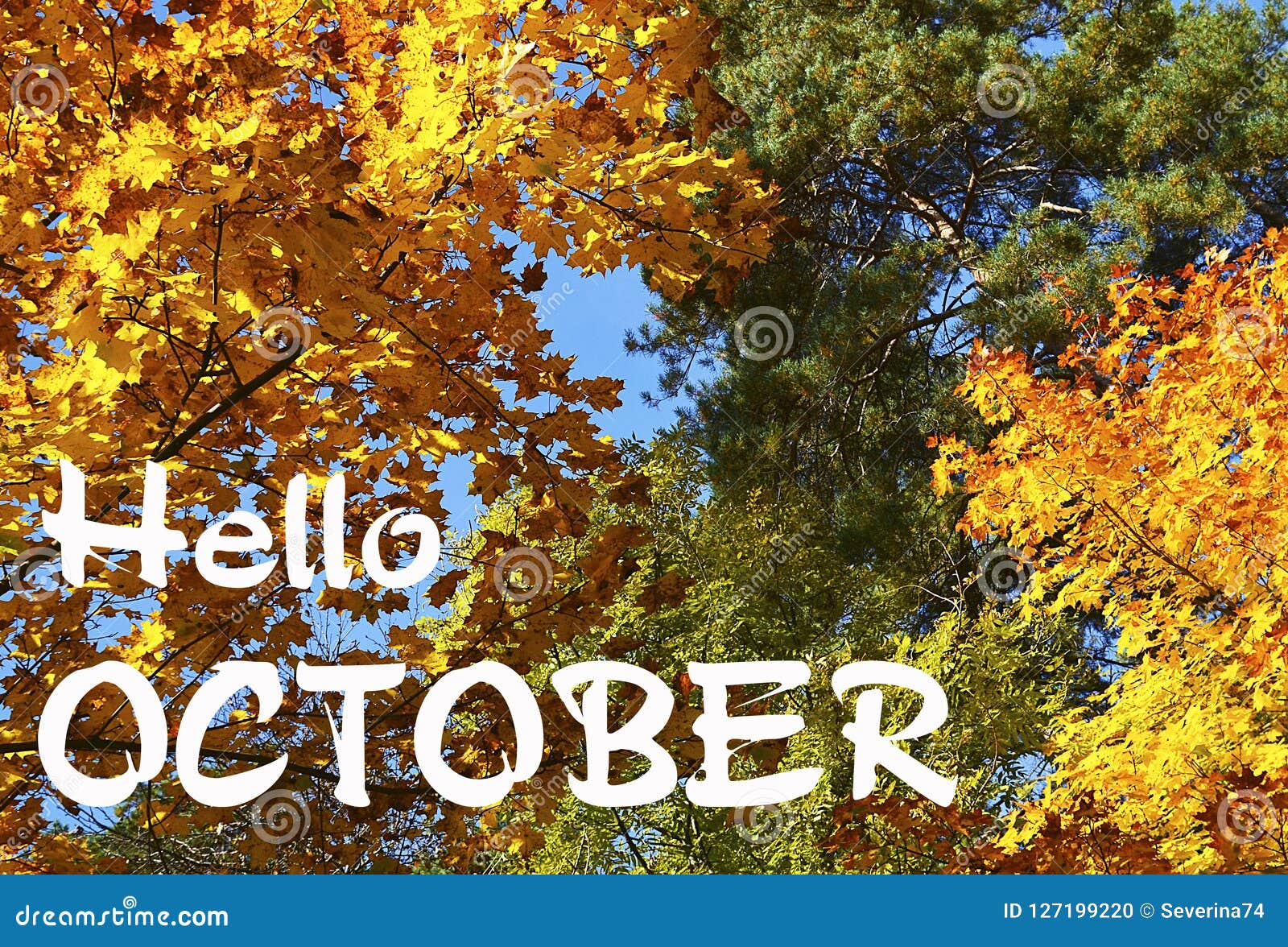 autumn trees with colorful leaves on a blue sky background.hello october.fall season,autumn concept.