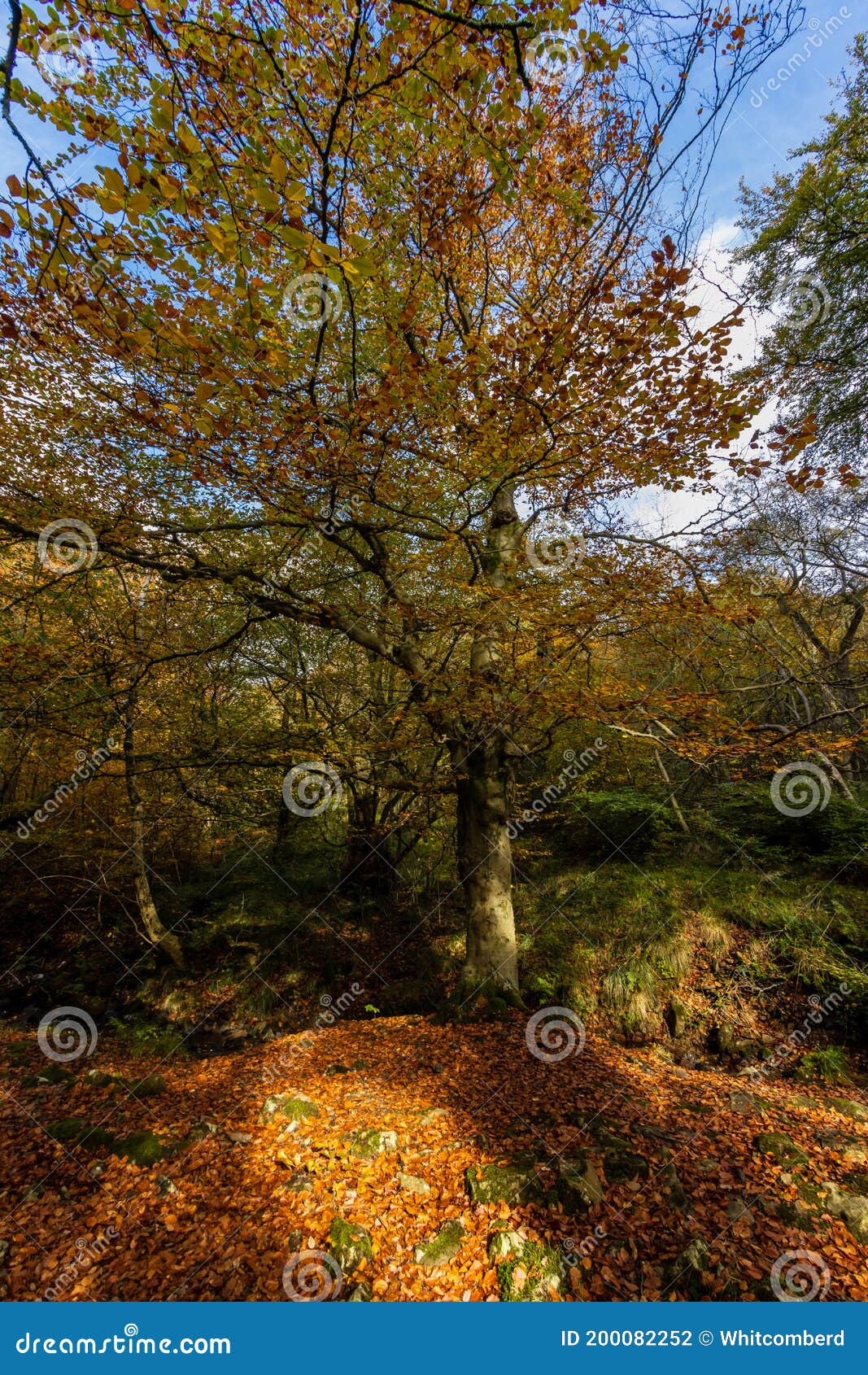 autumn trees in a forest