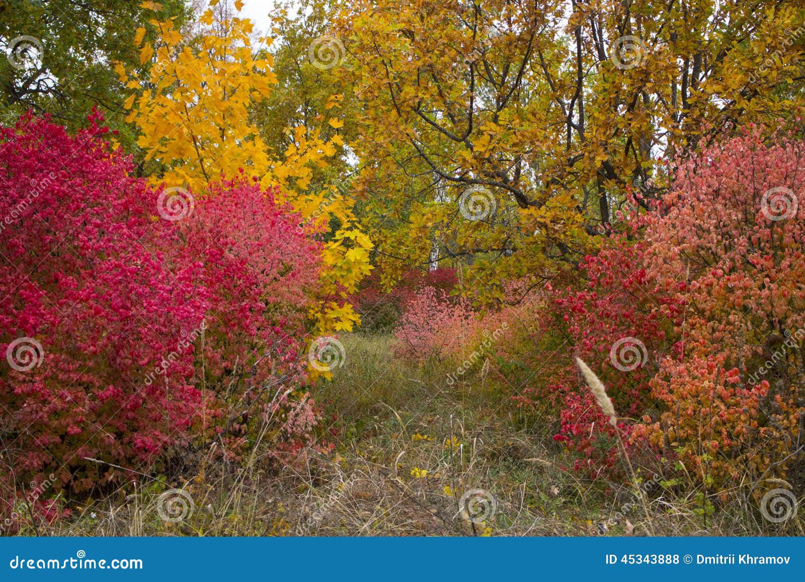 Autumn Trees With Leaves Of Bright Colors Green Red Yellow Stock Photo