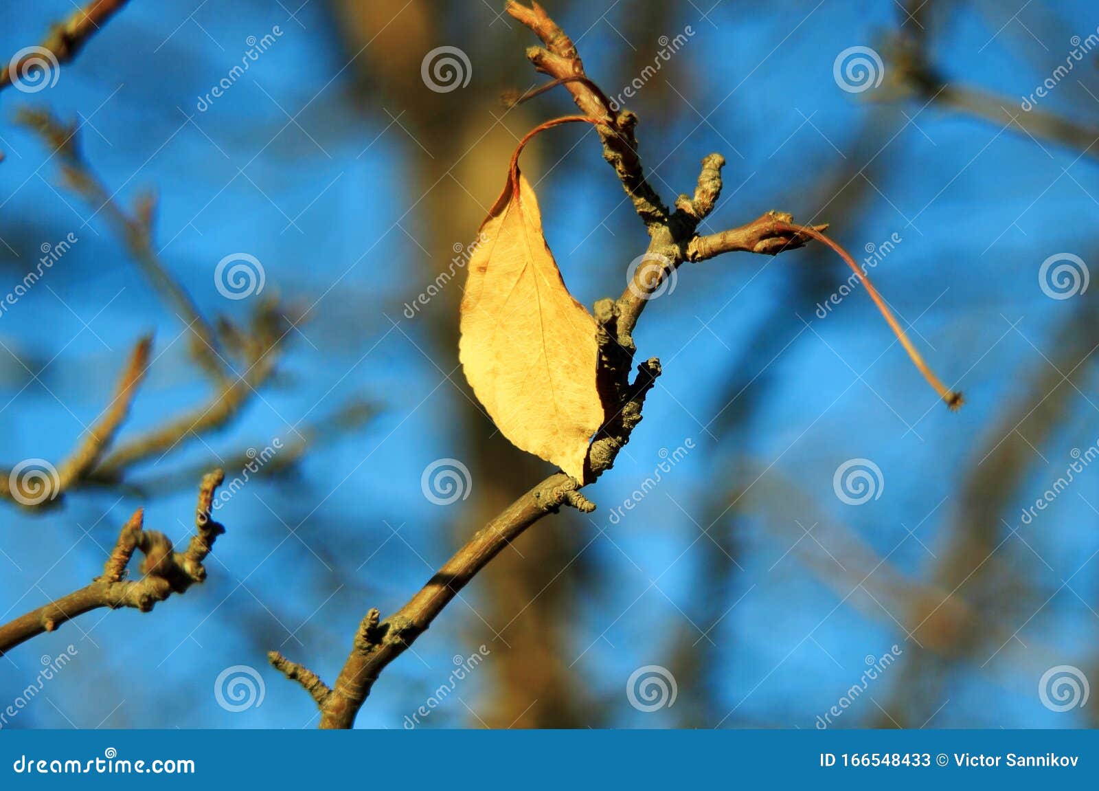 Autumn trees lose leaves stock image. Image of branches 166548433