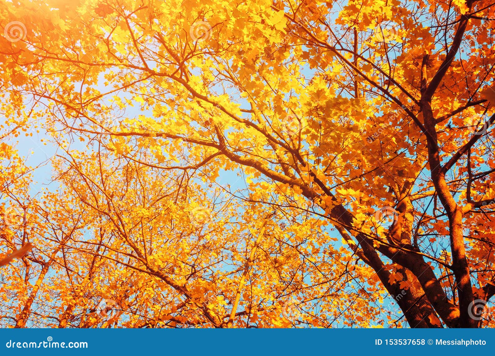 Autumn Trees - Orange Autumn Trees Tops Against Blue Sky. Autumn View ...