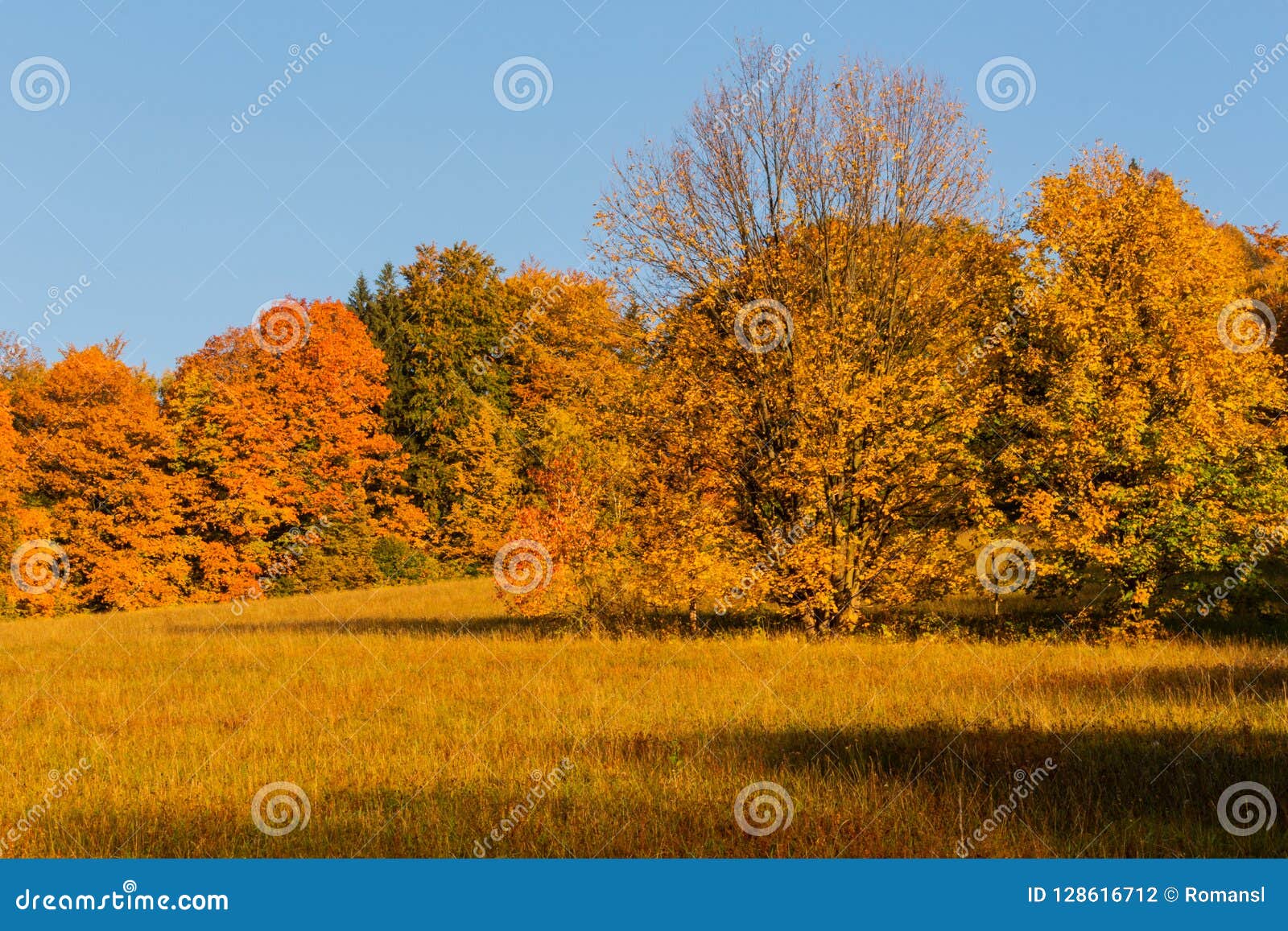 Autumn Trees In Sunny Autumn Park Lit By Sunshine Sunny Autumn Trees In Sunny Autumn Park Lit By Sunshine Sunny