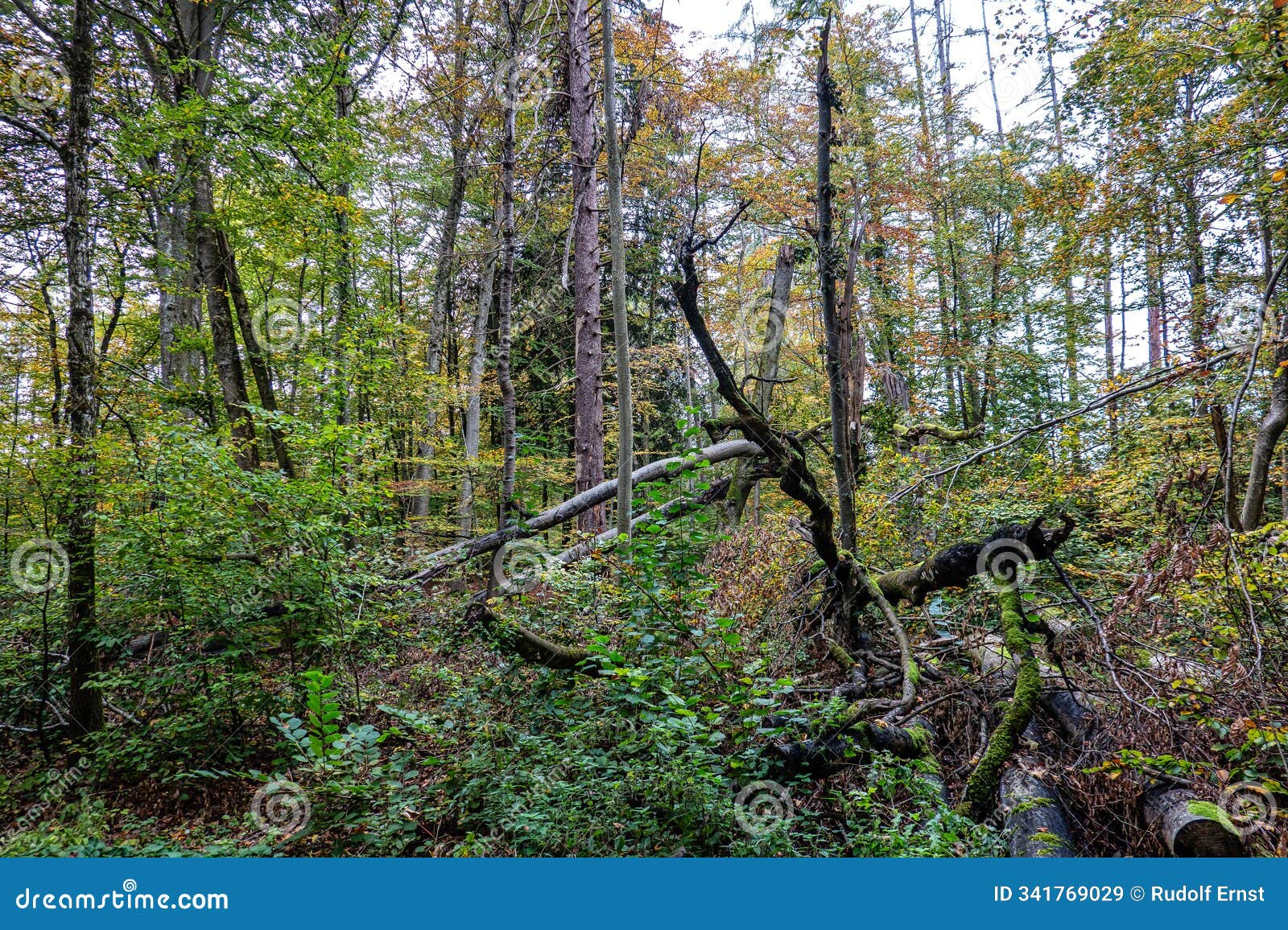 autumn view at bernrieder park on lake starnberg, bavaria, upper bavaria, germany