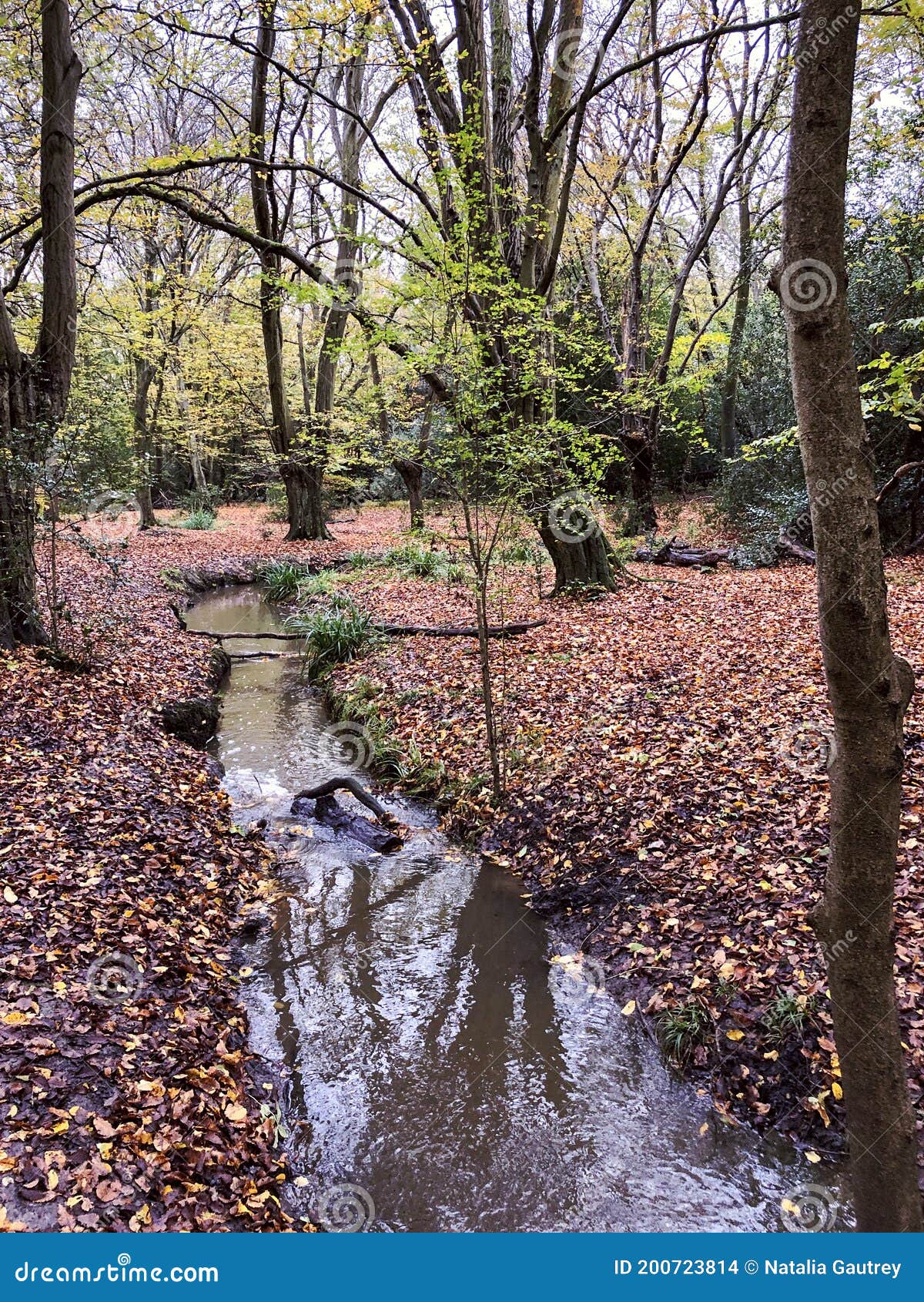 Autumn View with Brook in Epping Forest , Chingford London Stock Photo