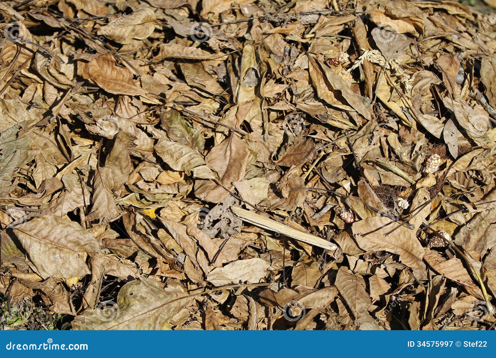 autumn view: fallen leaves