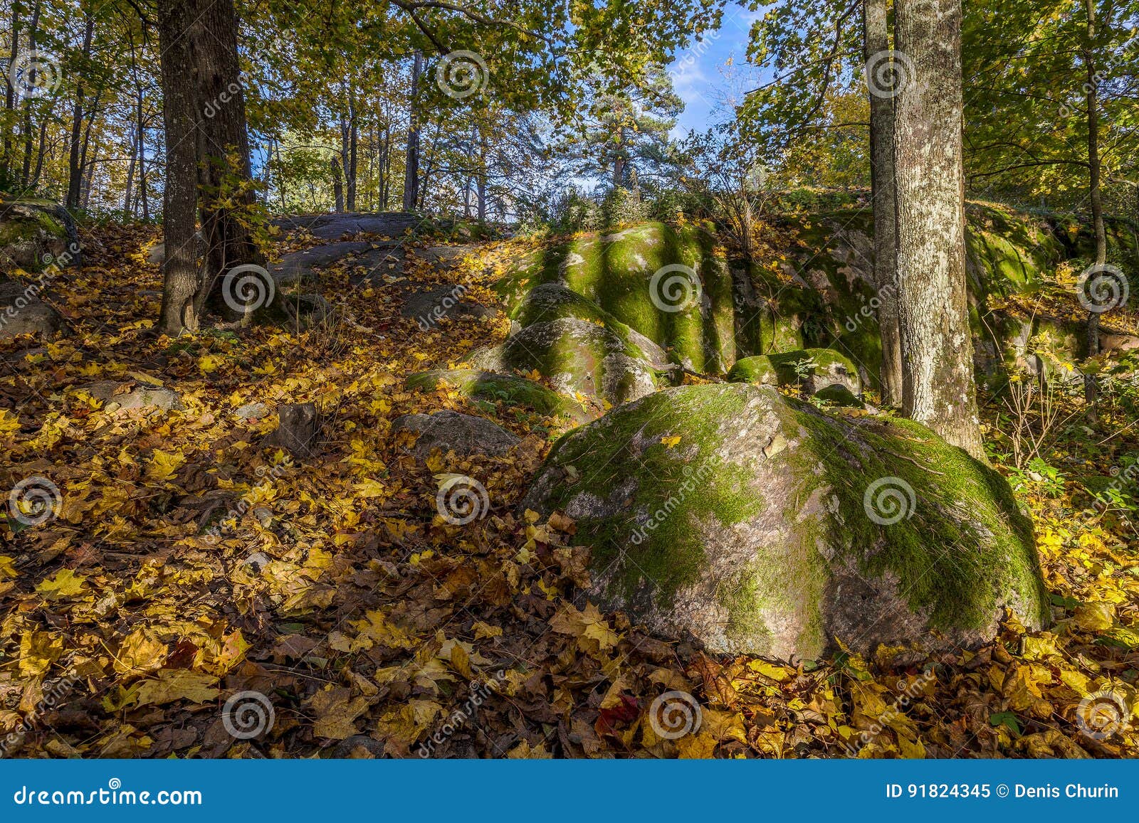 Autumn View of Mossy Stones, Trees and Dry Leaves Stock Image Image