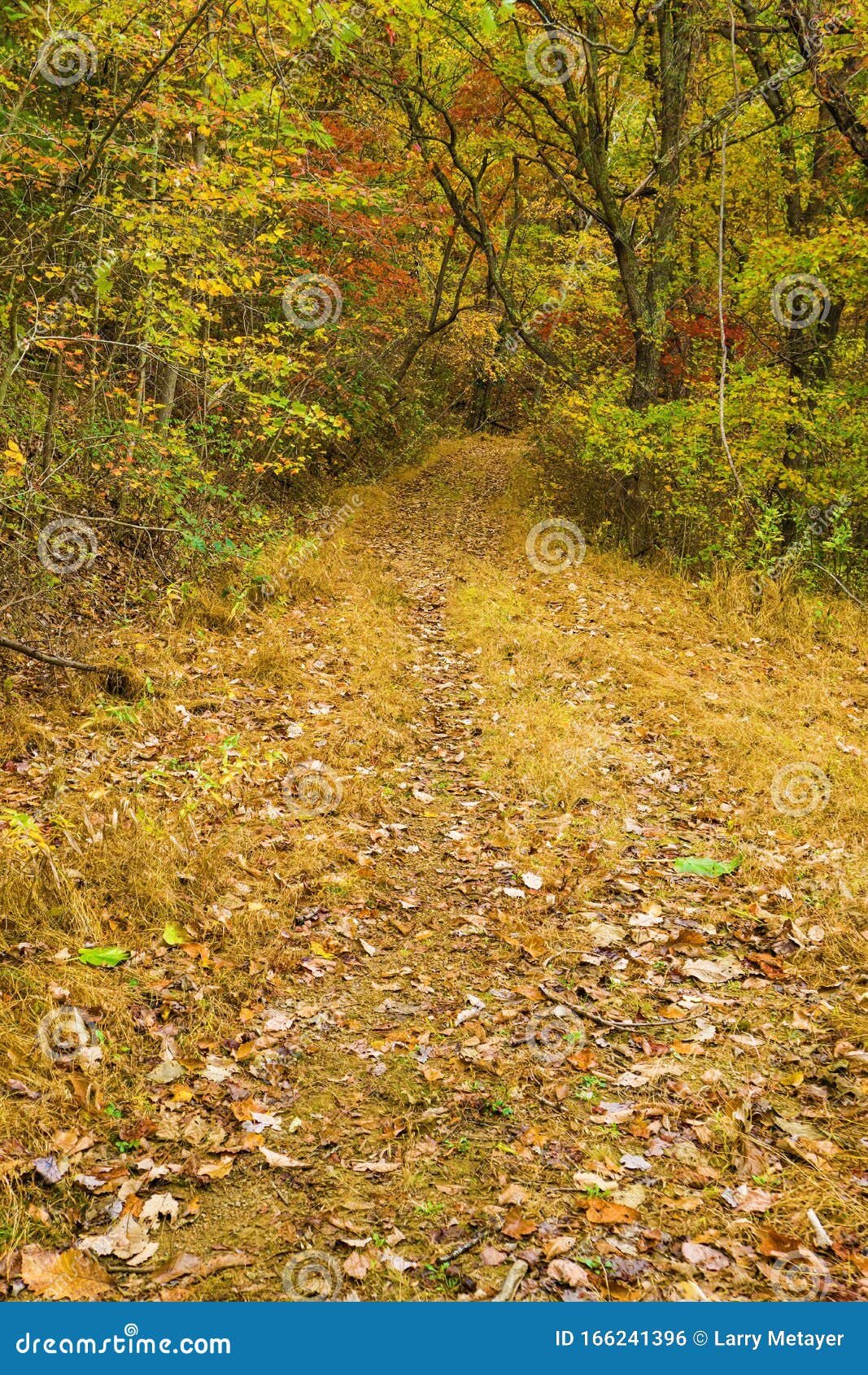 An Autumn View of a Peaceful Woodland Trail Stock Photo - Image of