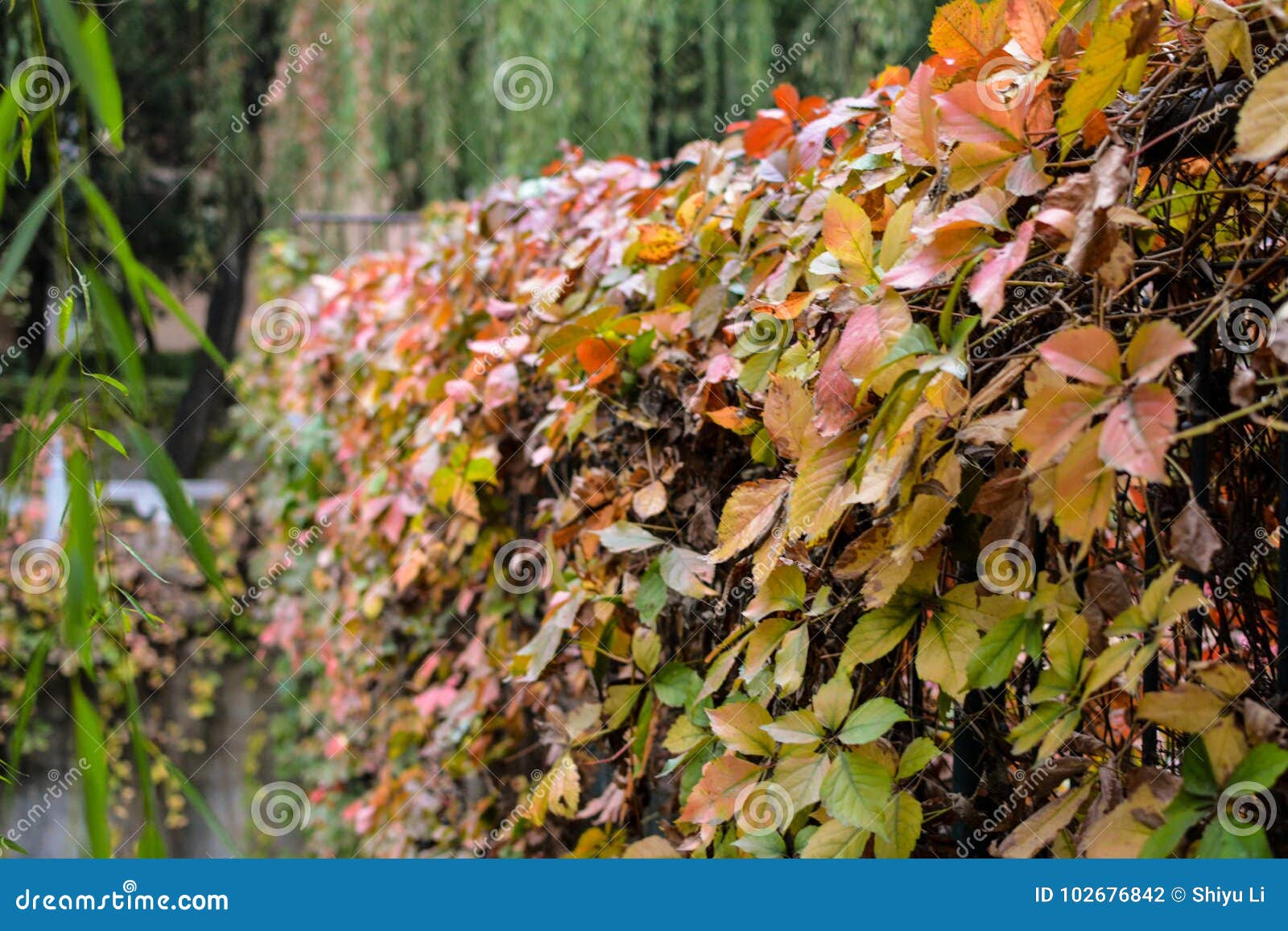 Autumn Vines foto de stock. Imagem de fresco, folha - 102676842