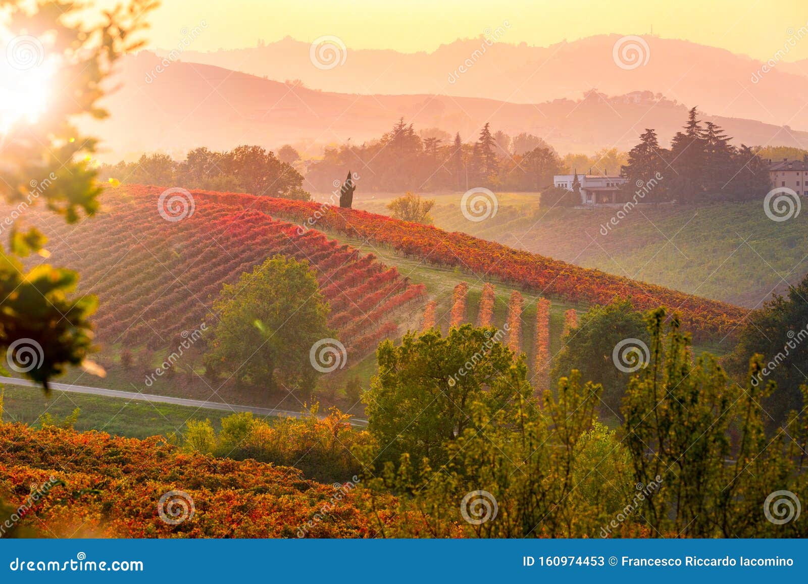 autumn vineyards landscape. geometric s and textures