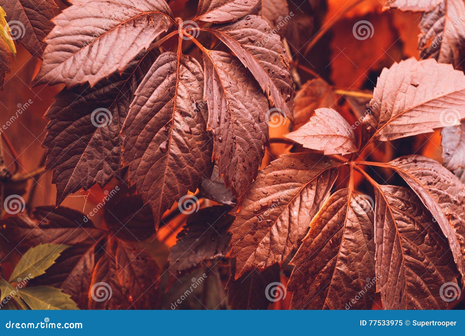 Autumn Virginia Creeper imagen de archivo. Imagen de colorido - 77533975