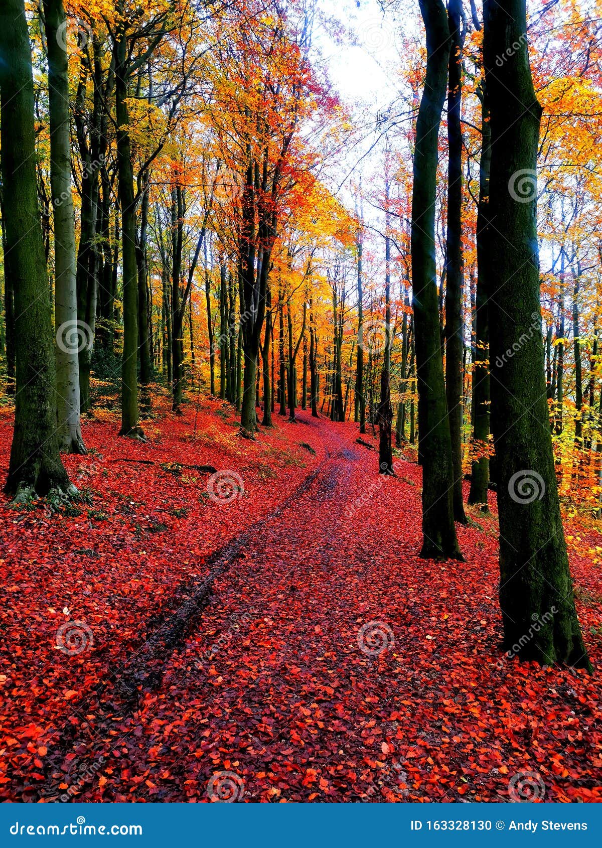 autumn walks colourful trees reds orange yellows