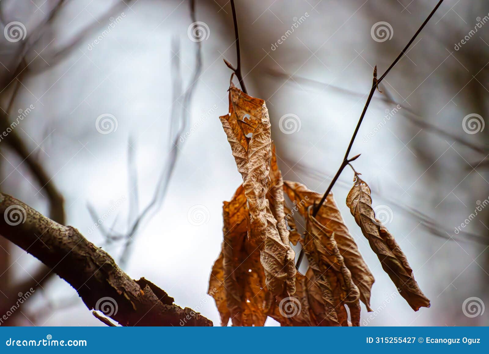 autumn whispers: dry leaves adorn branches