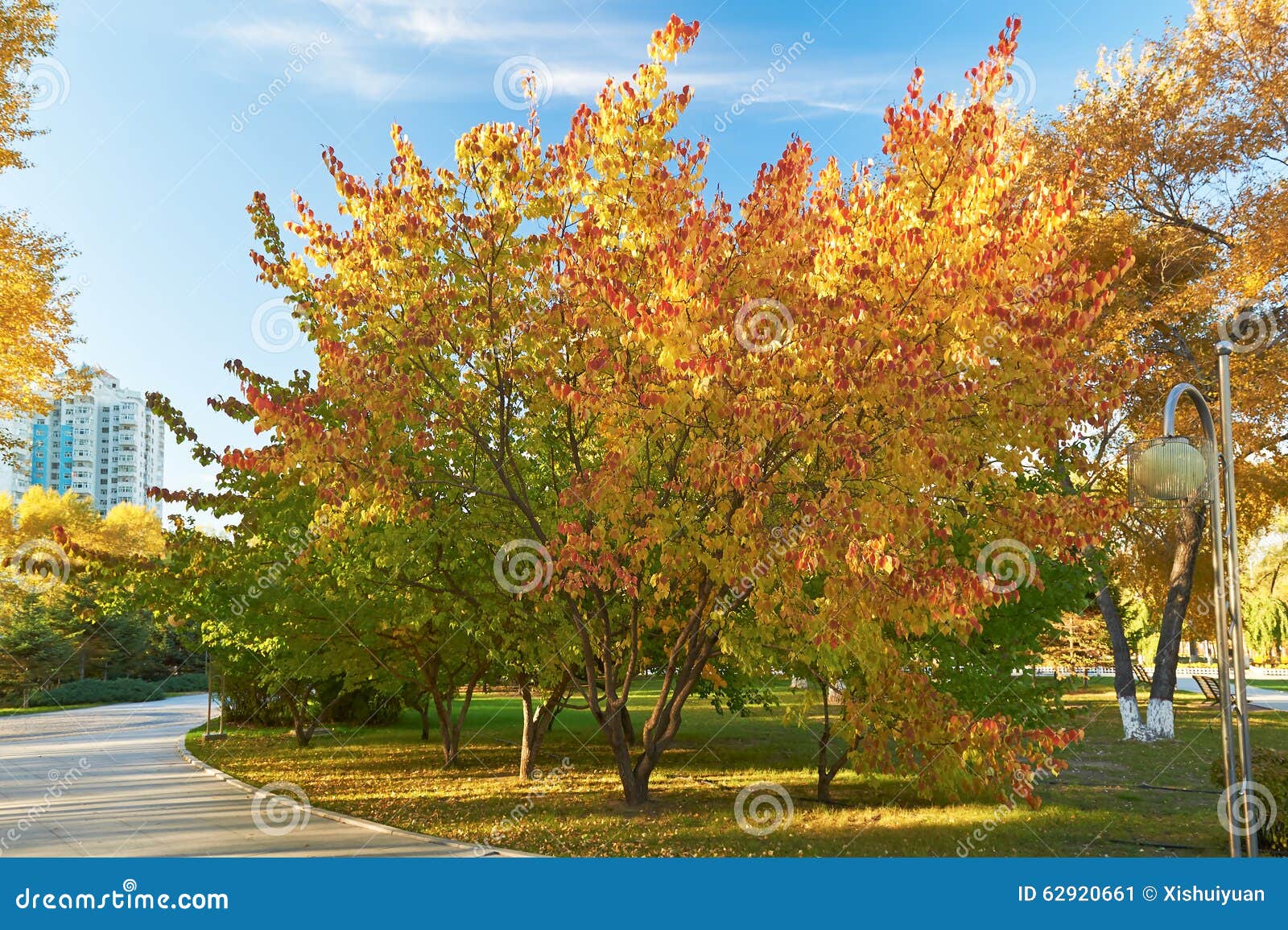 The Autumn Wild Apricot Trees Sunset Stock Image - Image of apricot ...
